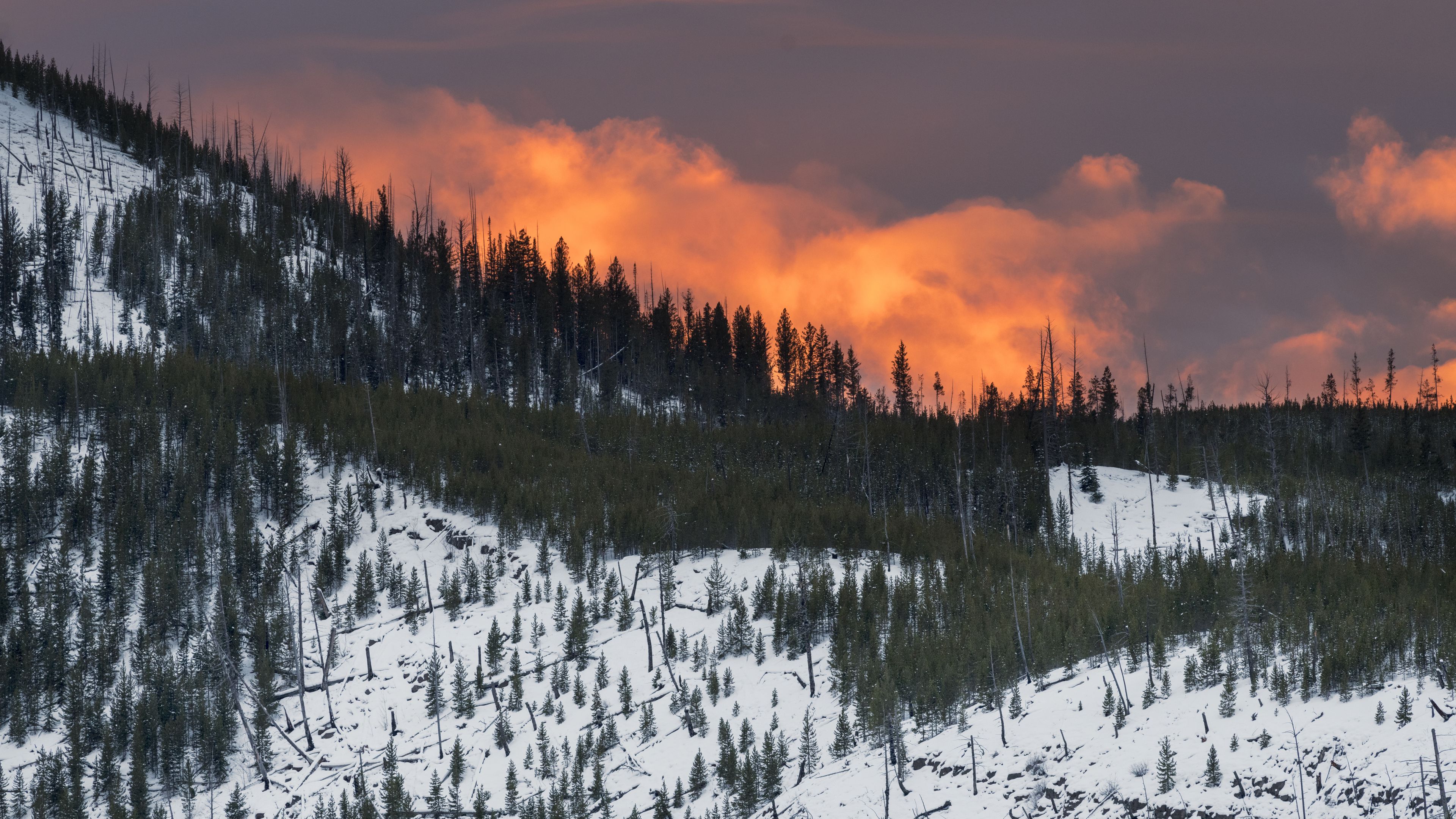 mountain, snow, trees, forest, sunset, 4k, HD Wallpaper