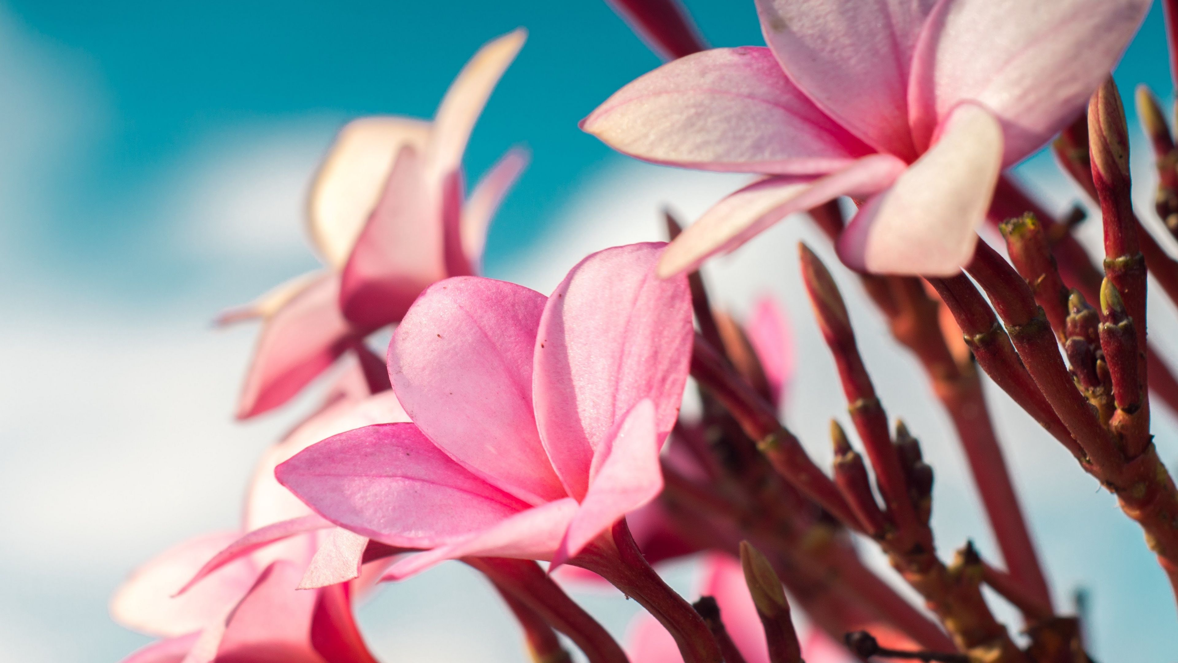 plumeria, flowers, pink, macro, 4k, HD Wallpaper