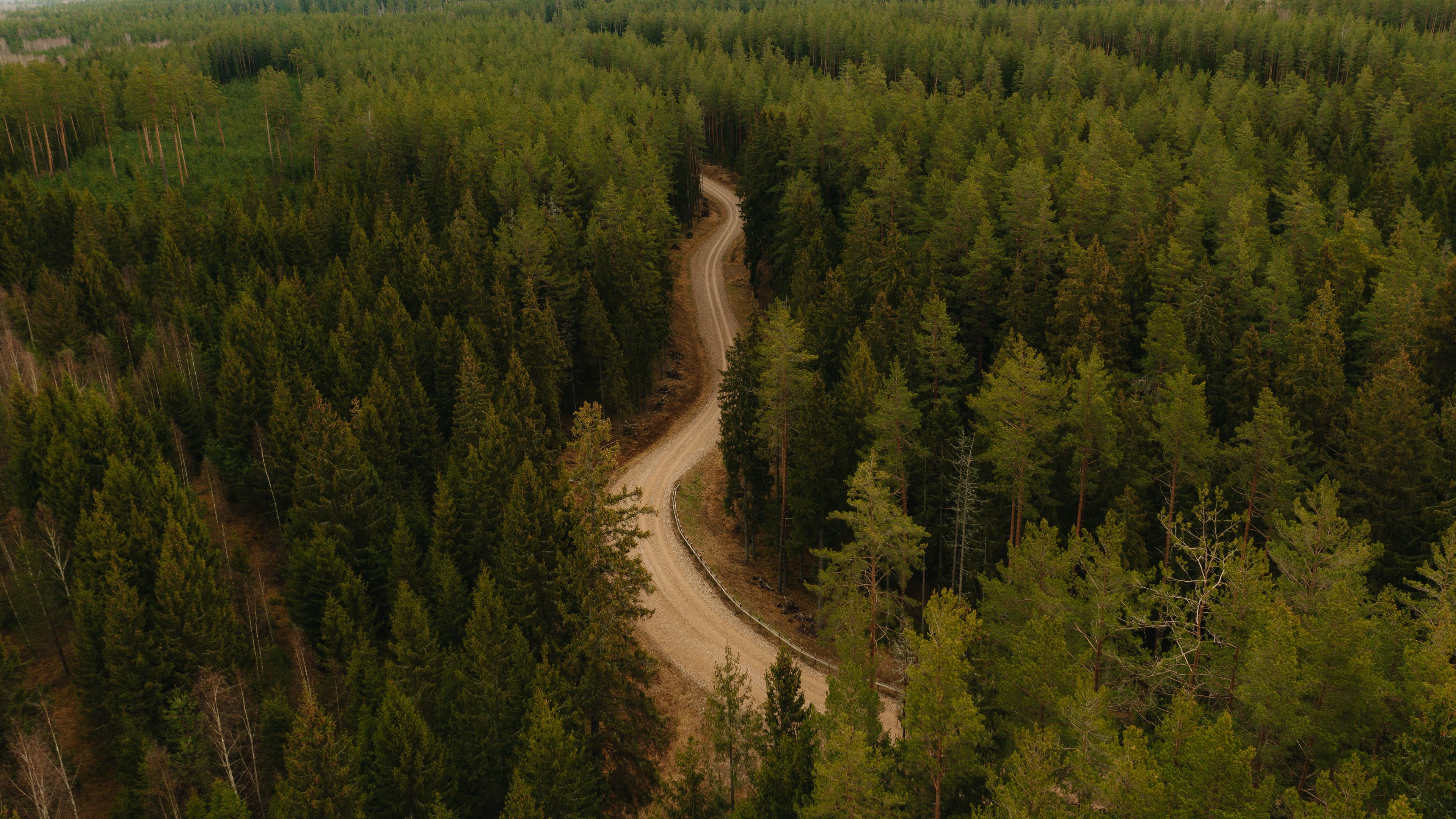 road, forest, winding, trees, 4k, HD Wallpaper