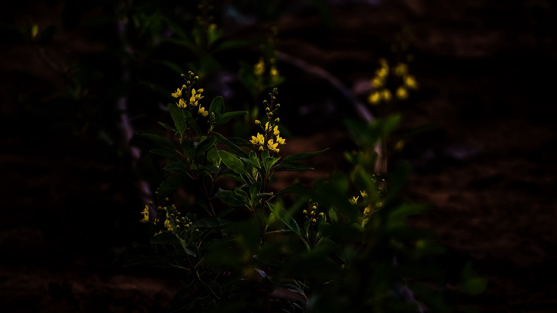 nature, leaves, flowers, yellow flower, depth of field, plants, HD Wallpaper