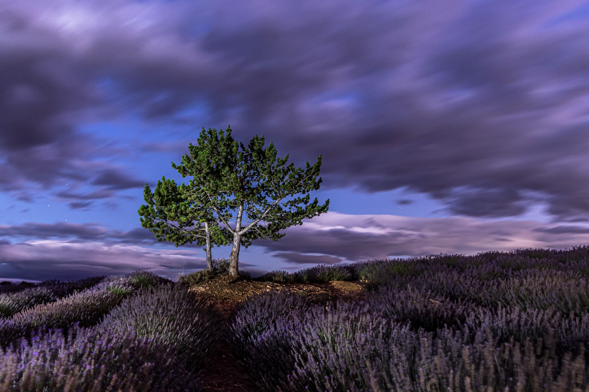 trees, sky, purple, nature, landscape, plants, HD Wallpaper