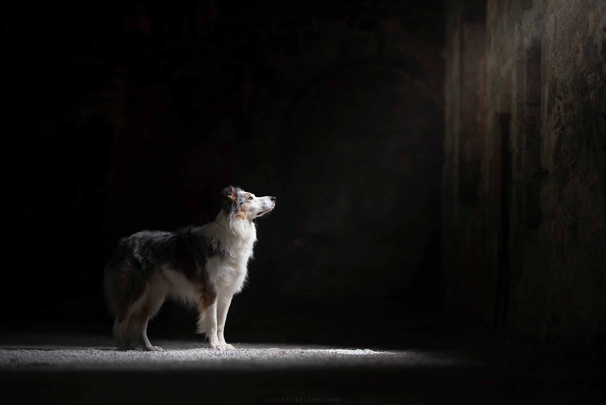 dog, animals, mammals, HD Wallpaper