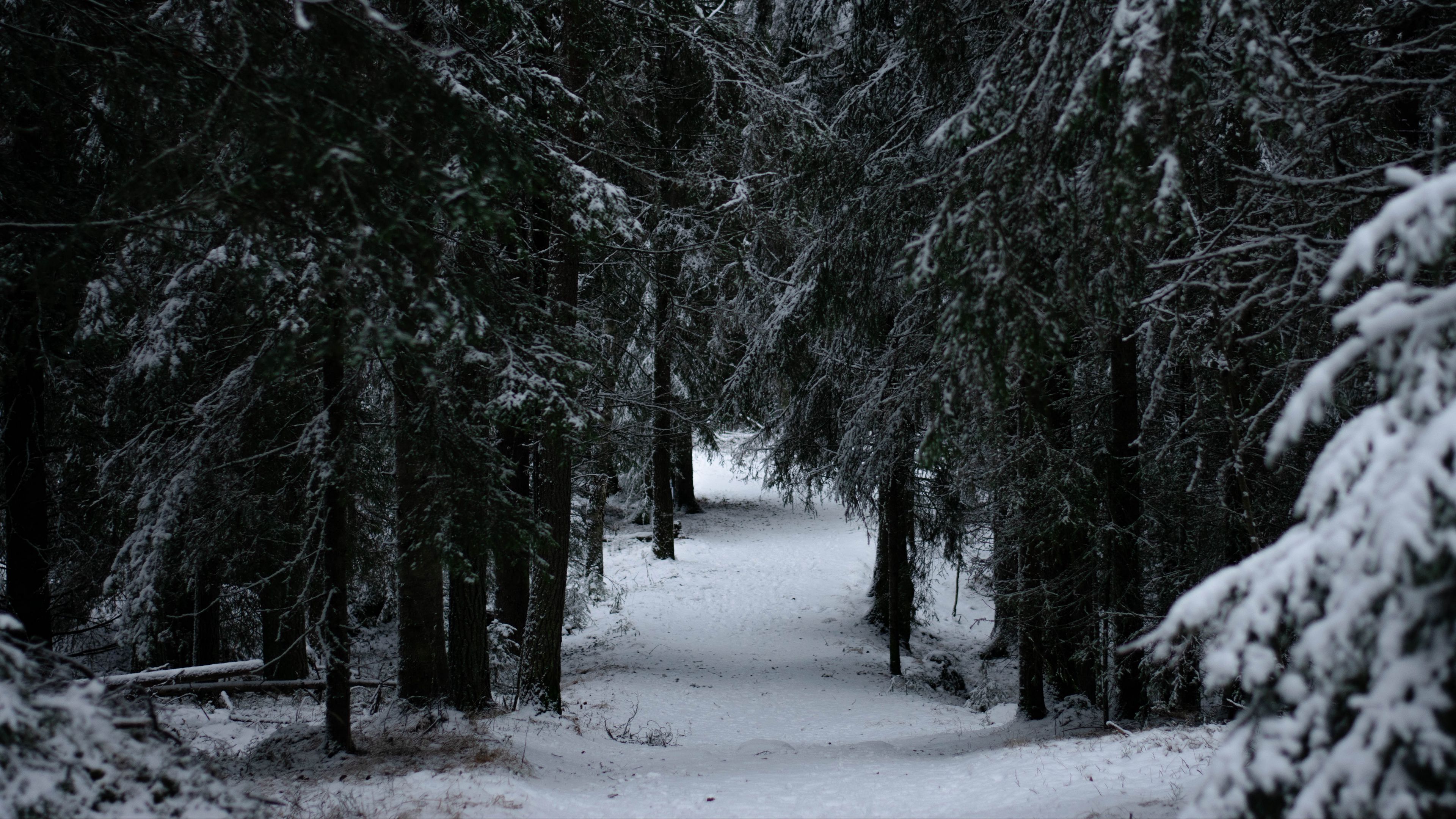 forest, winter, snow, trees, branches, 4k, HD Wallpaper