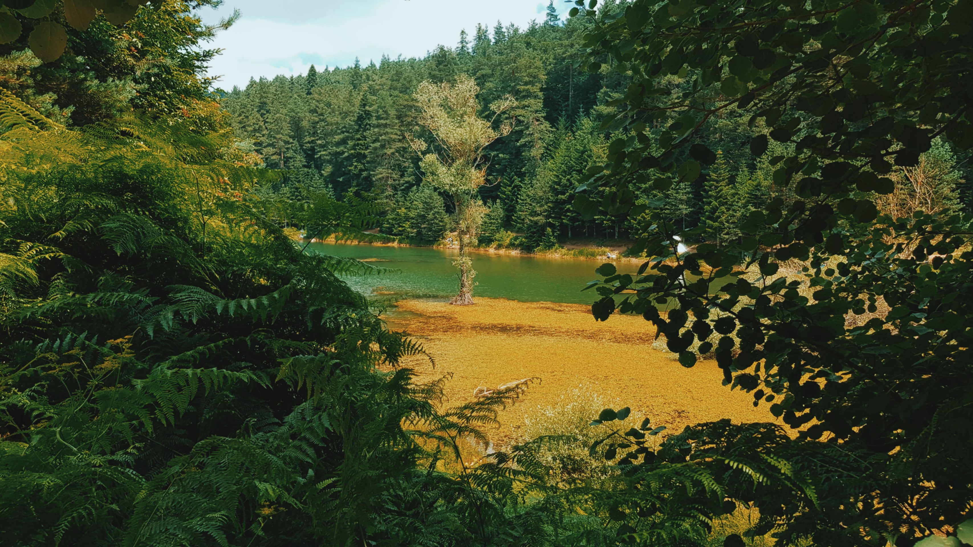 lake, green, forest, trees, HD Wallpaper