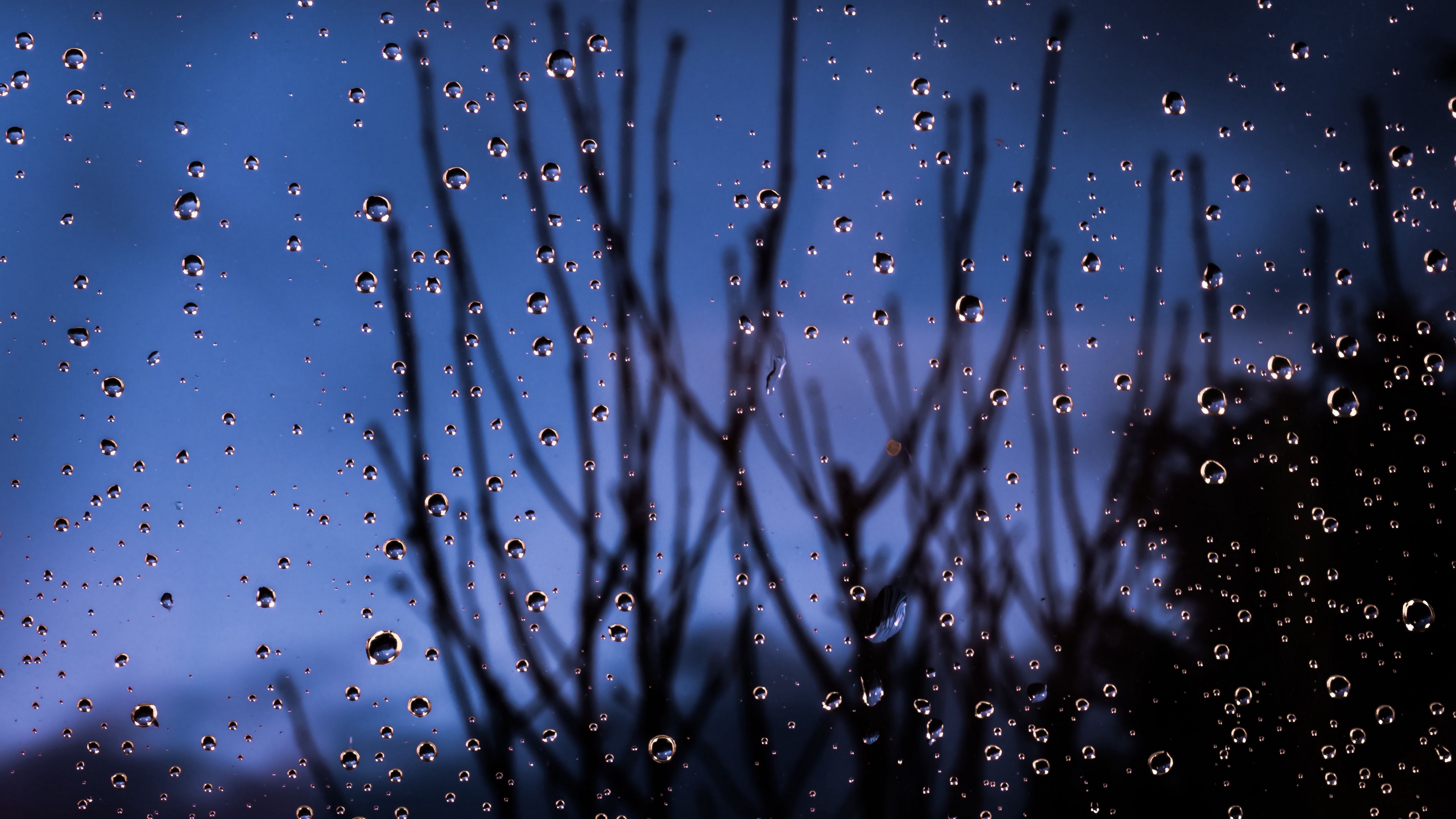 drops, glass, moisture, branches, blur, 4k, HD Wallpaper