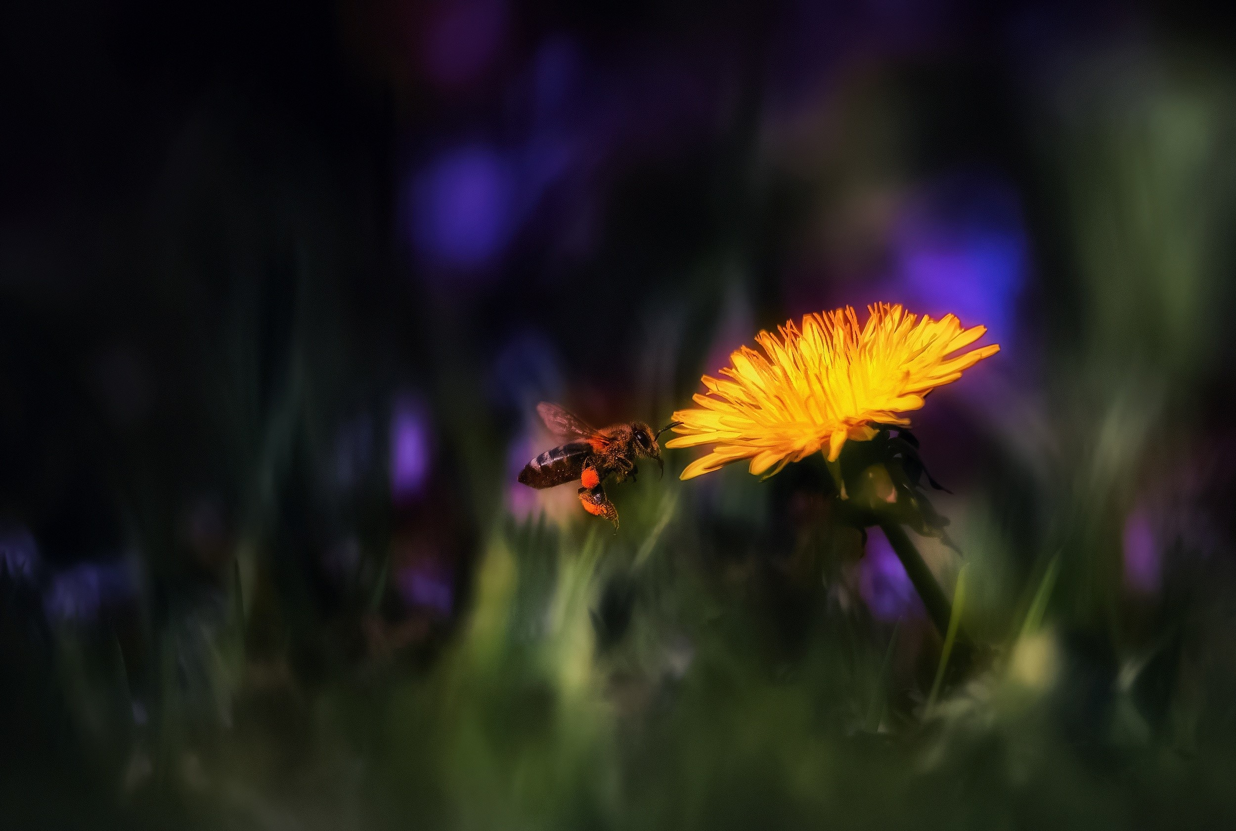 flowers, insect, animals, nature, plants, dandelion, HD Wallpaper