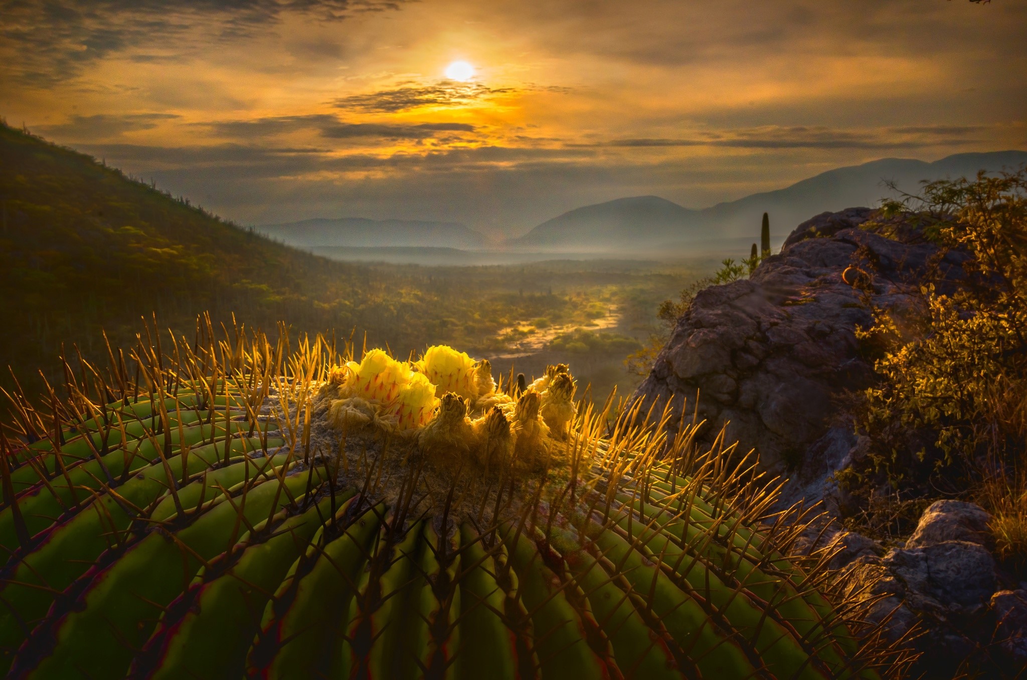 plants, landscape, Mexico, HD Wallpaper