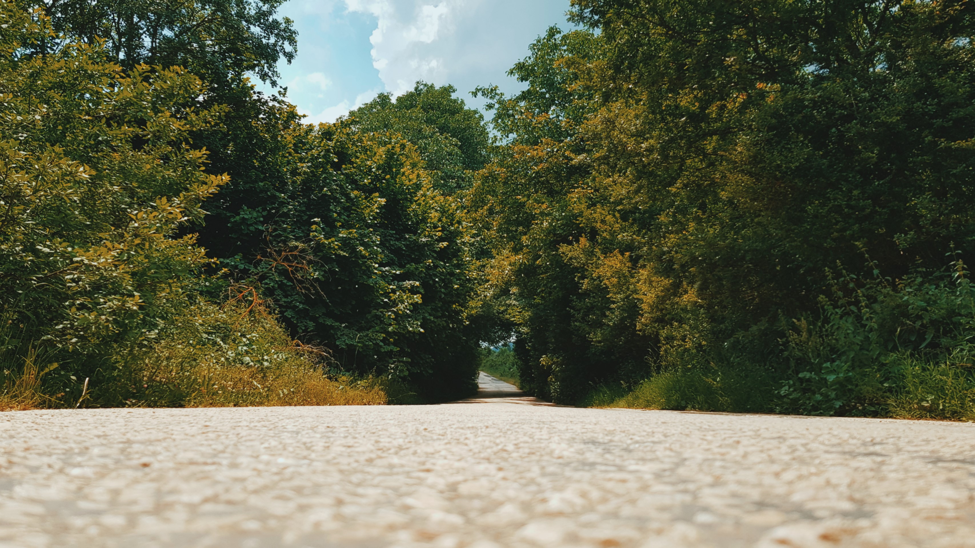 trees, plants, road, outdoors, HD Wallpaper