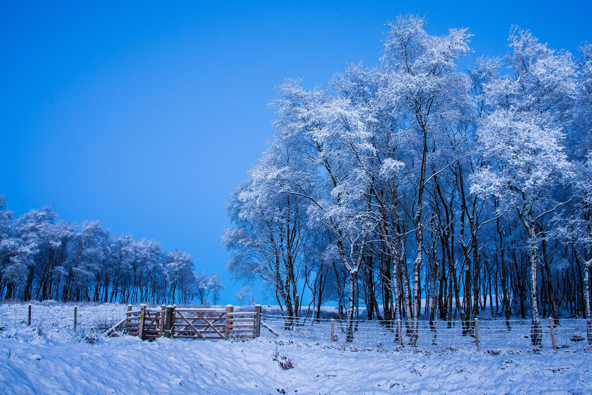 winter, snow, outdoors, trees, landscape, HD Wallpaper