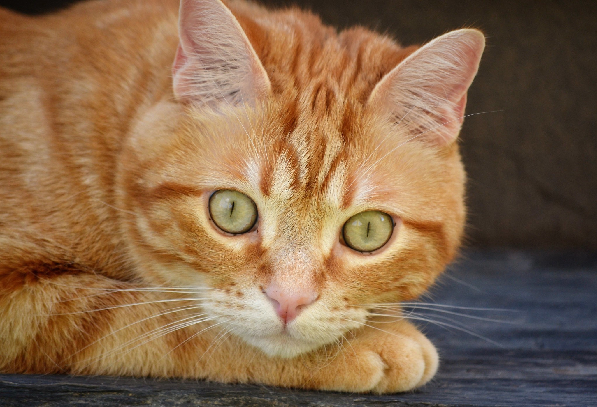 animals, cats, mammals, HD Wallpaper