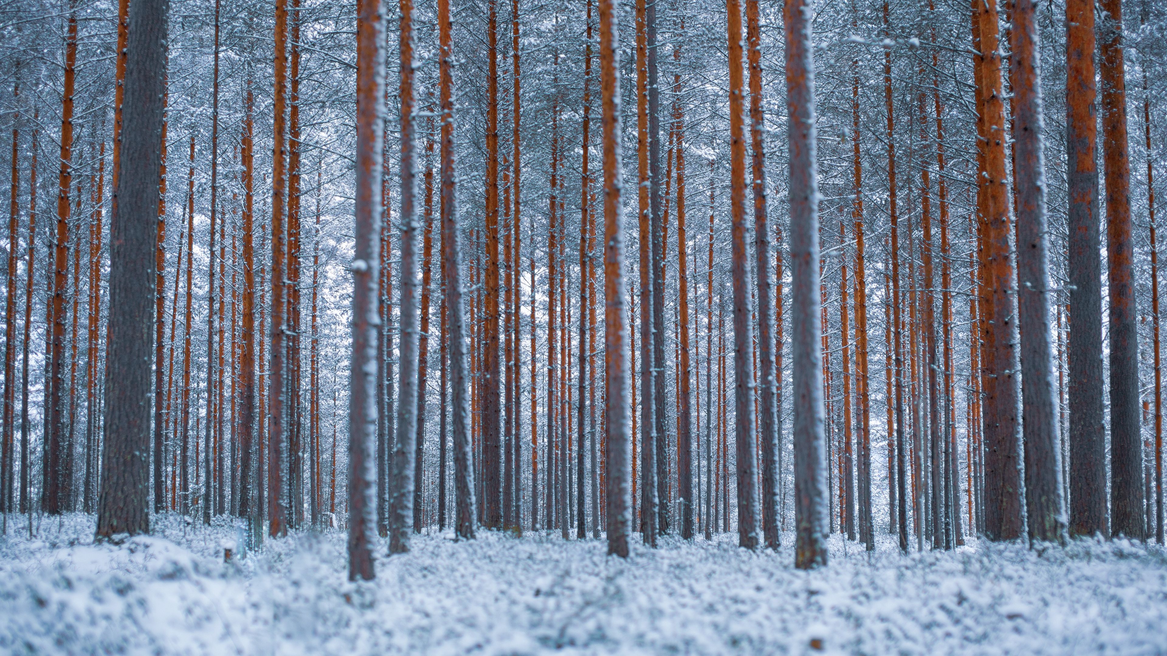 forest, trees, winter, snow, minimalism, 4k, HD Wallpaper