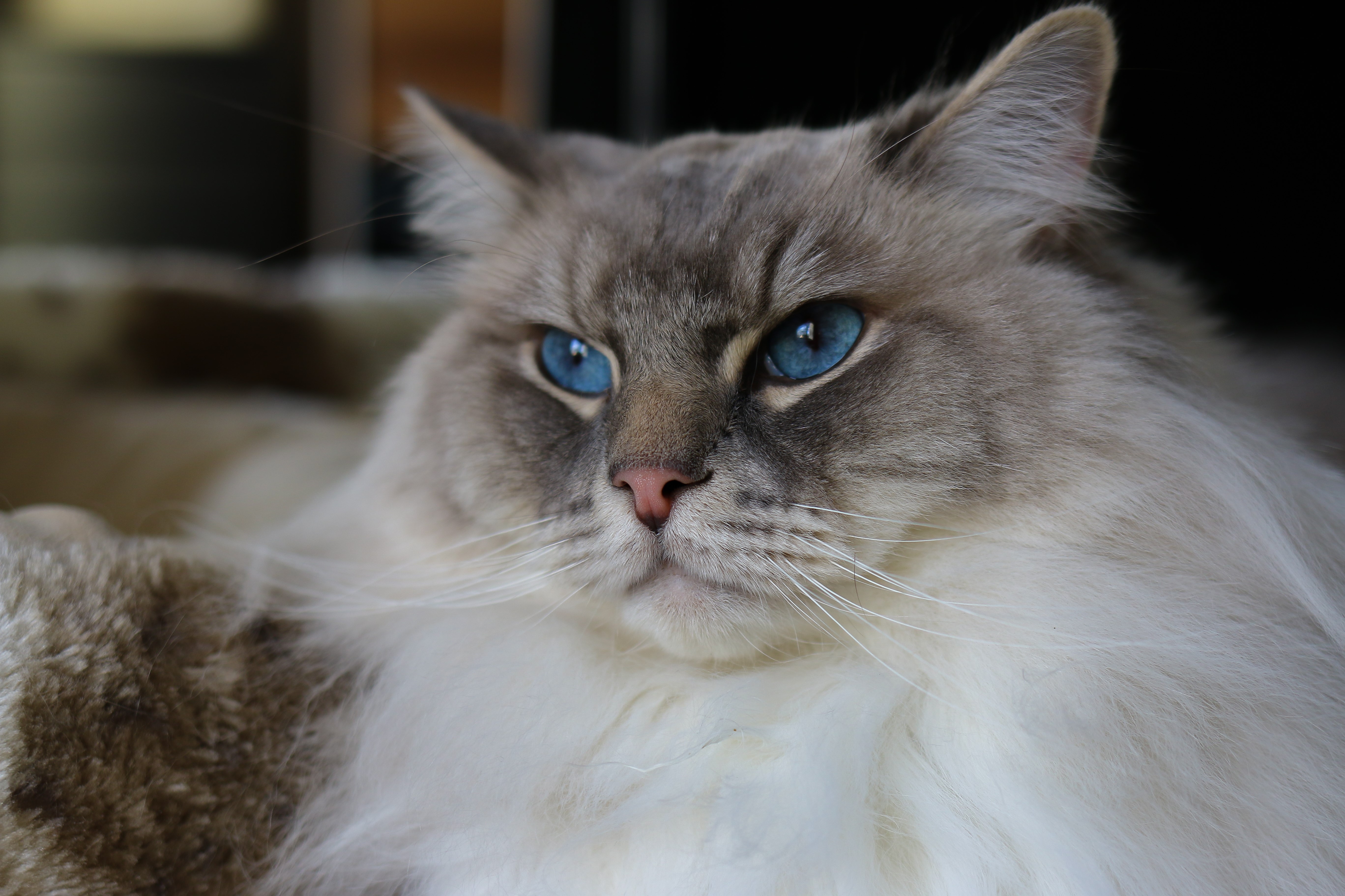cats, animals, blue eyes, whiskers, fur, cat eyes, cat ears, HD Wallpaper