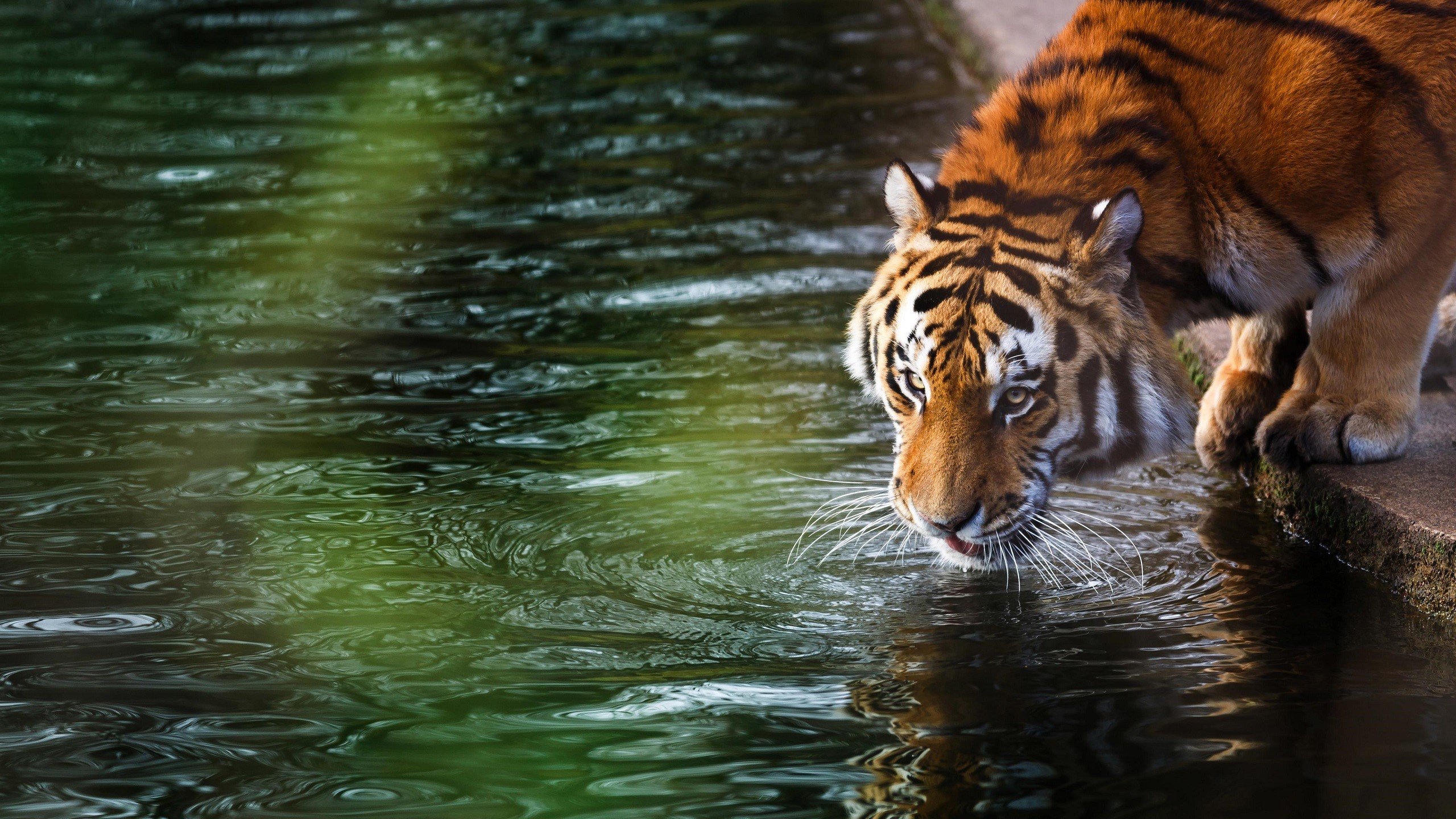 tiger, animals, nature, water, big cats, green, HD Wallpaper