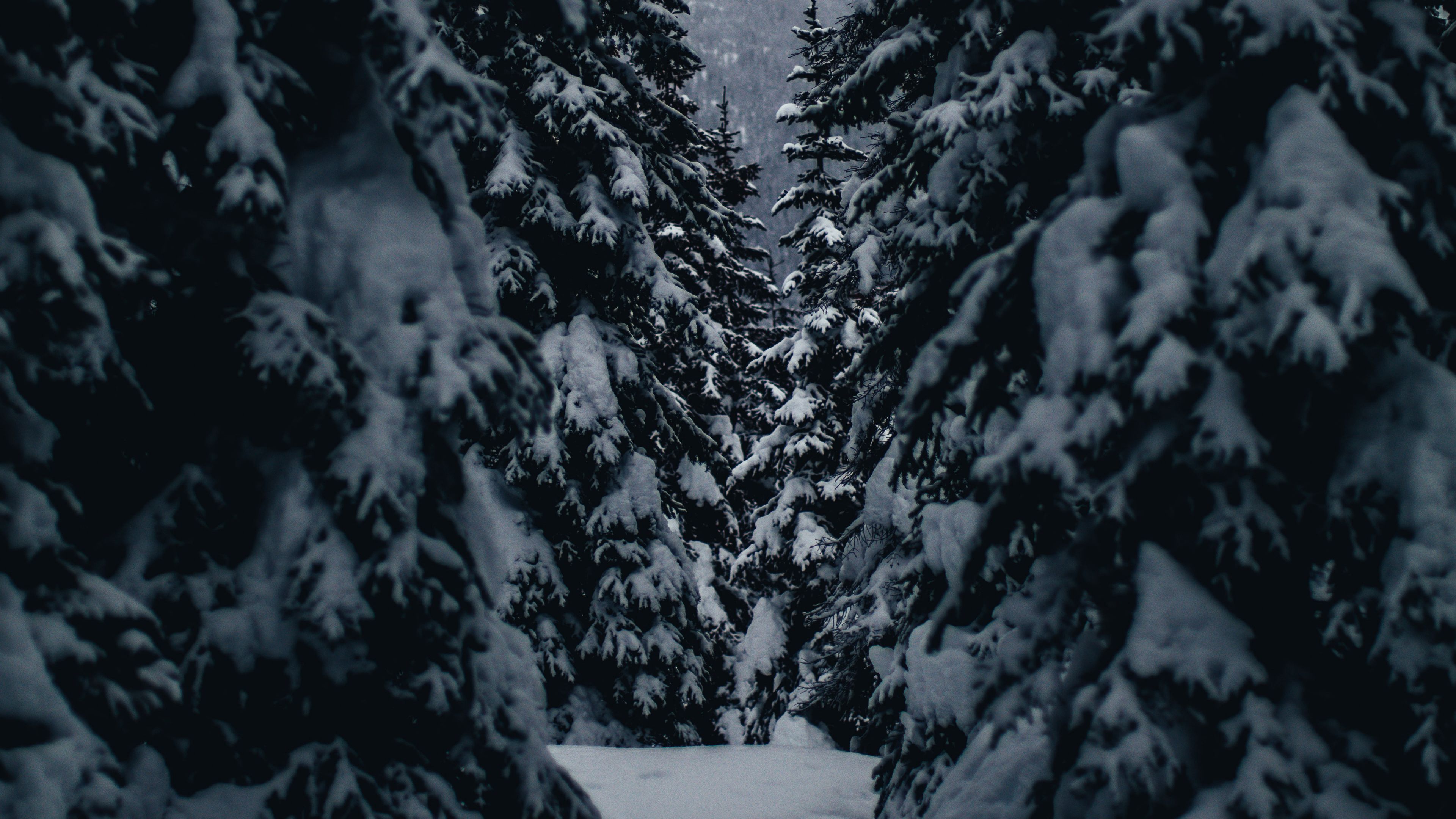 winter, trees, passage, snowy, 4k, HD Wallpaper