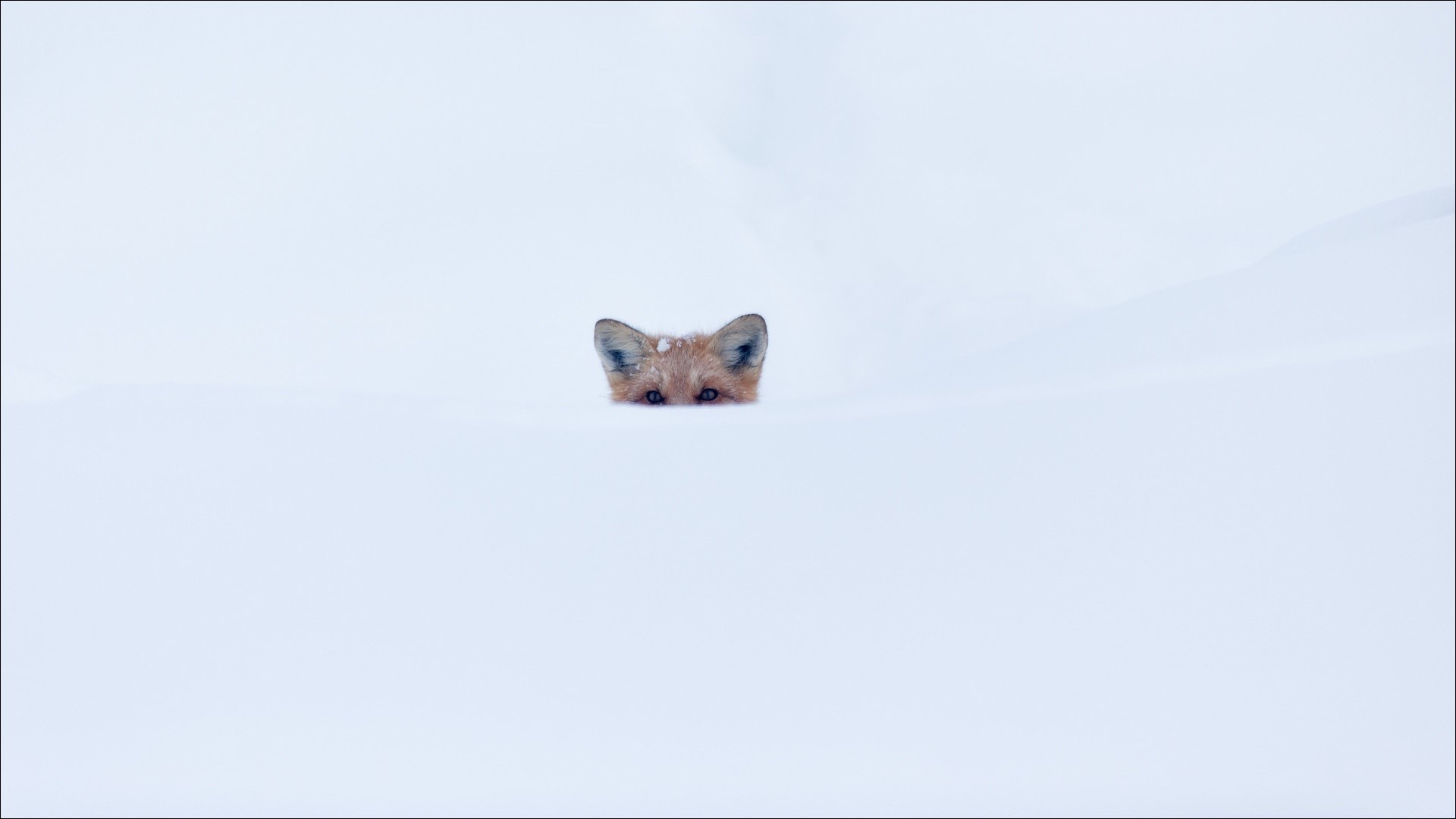snow, winter, outdoors, fox, animals, mammals, HD Wallpaper
