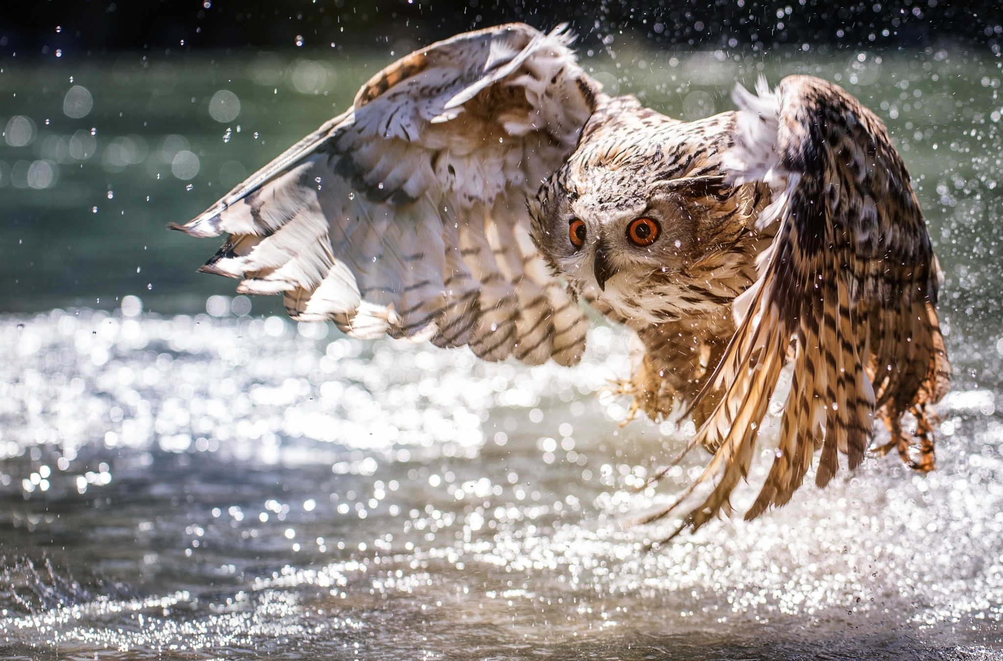 nature, water, animals, birds, owl, HD Wallpaper