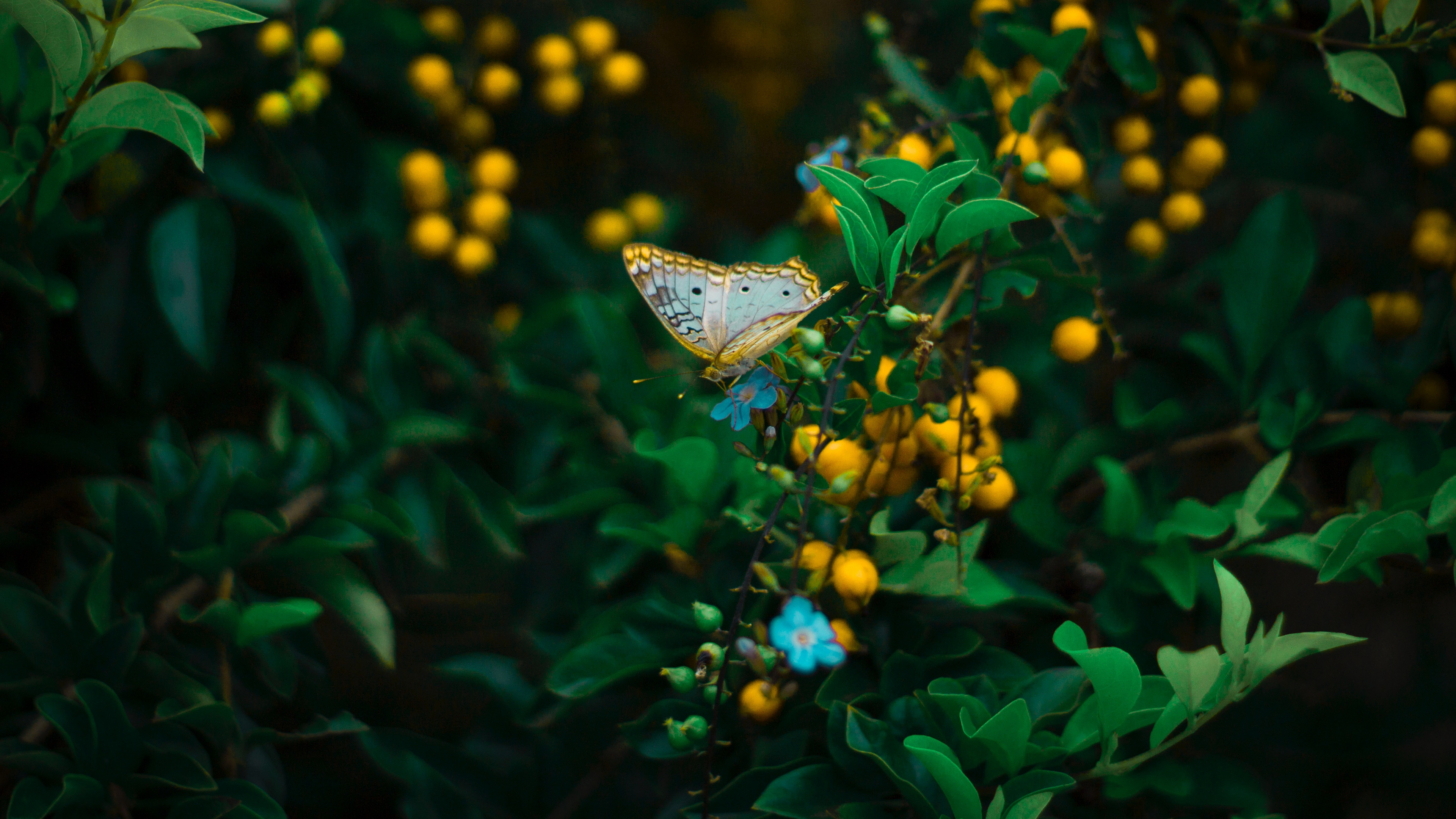 butterfly, plant, flowers, leaves, macro, wildlife, 4k, HD Wallpaper