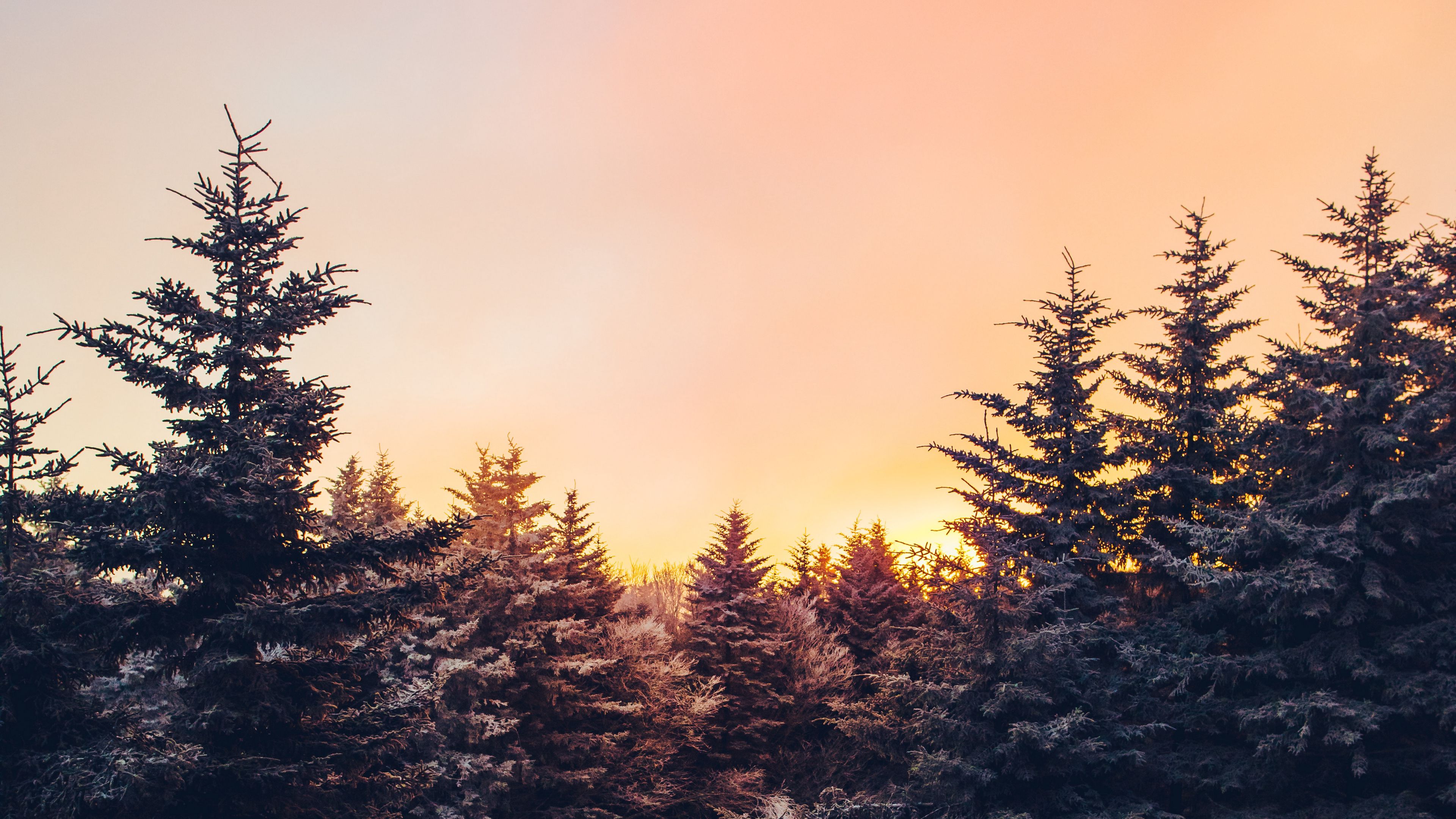 winter, trees, sunset, view, landscape, 4k, HD Wallpaper