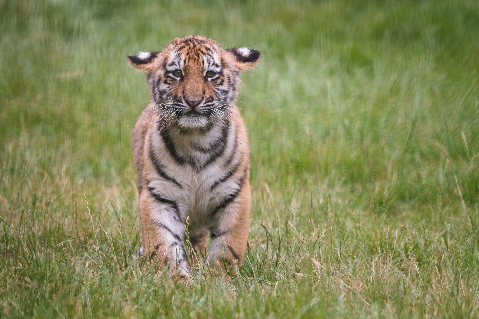 animals, big cats, baby animals, tiger, mammals, HD Wallpaper