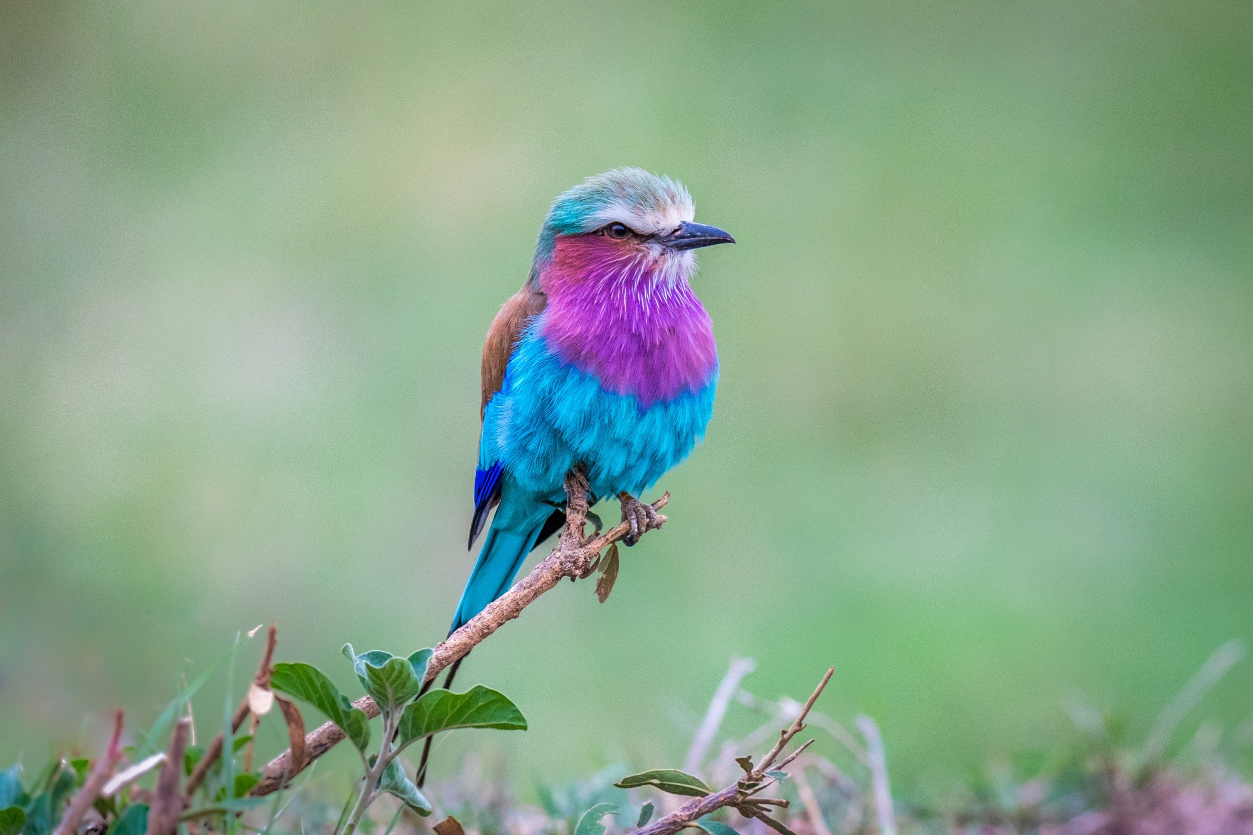 animals, nature, birds, colorful, HD Wallpaper