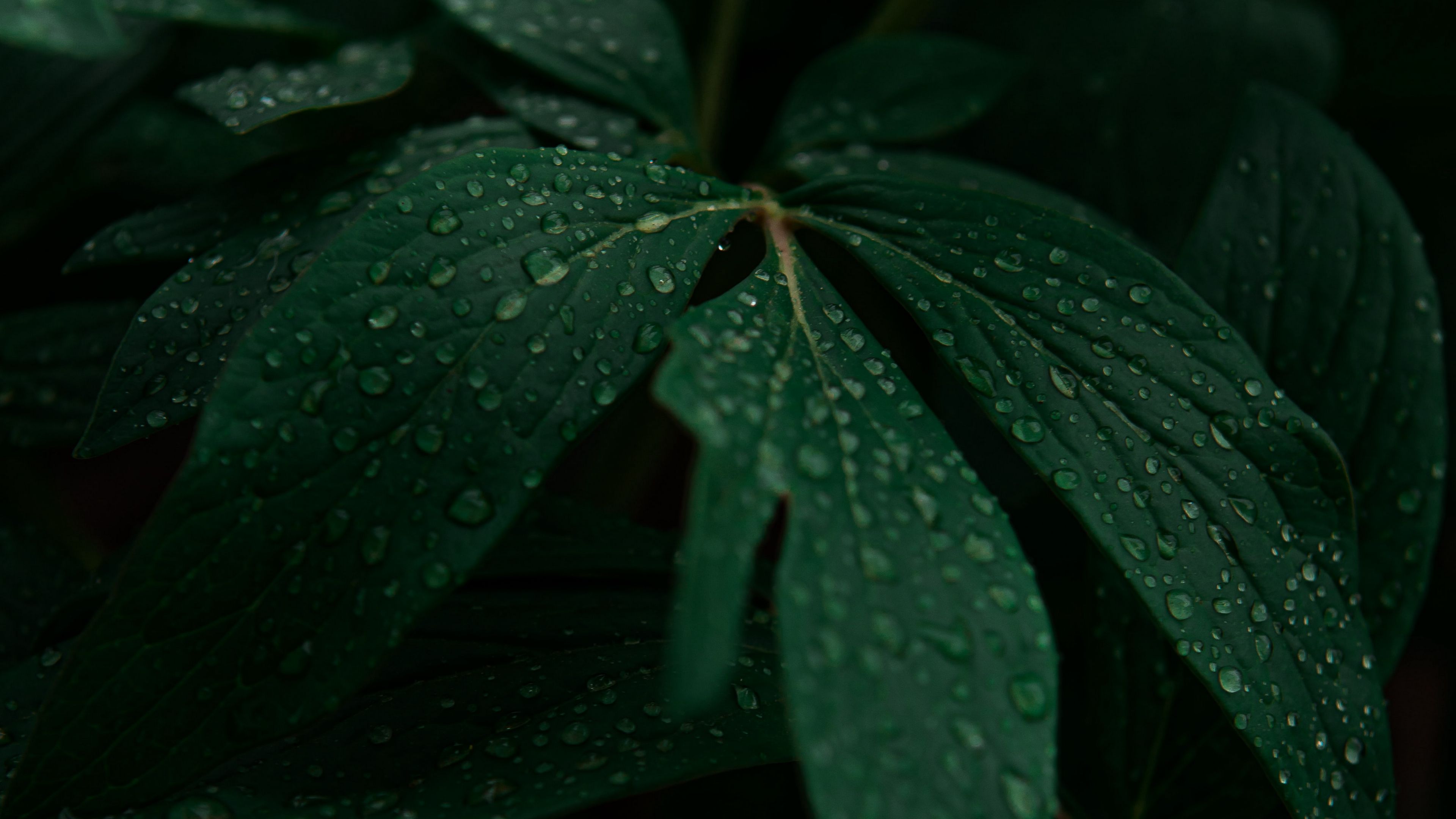 leaves, drops, plant, dark, 4k, HD Wallpaper