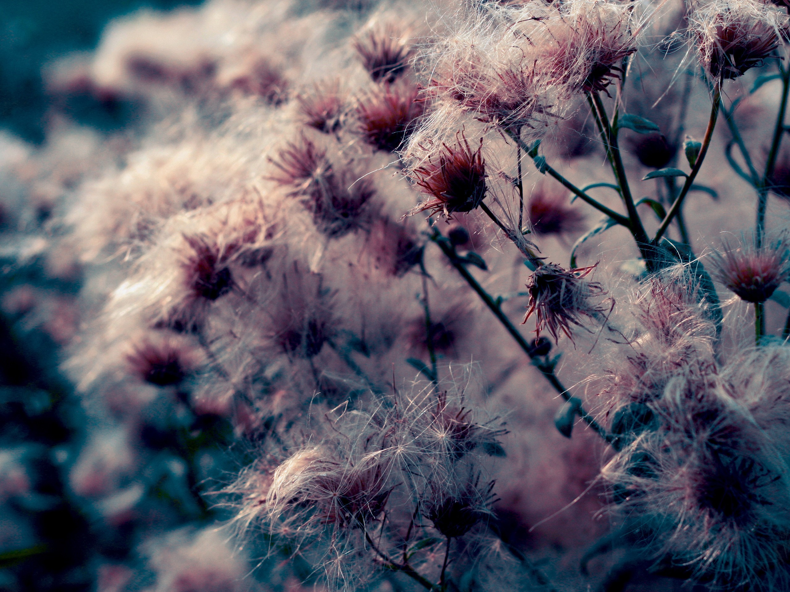 flowers, plants, nature, outdoors, HD Wallpaper