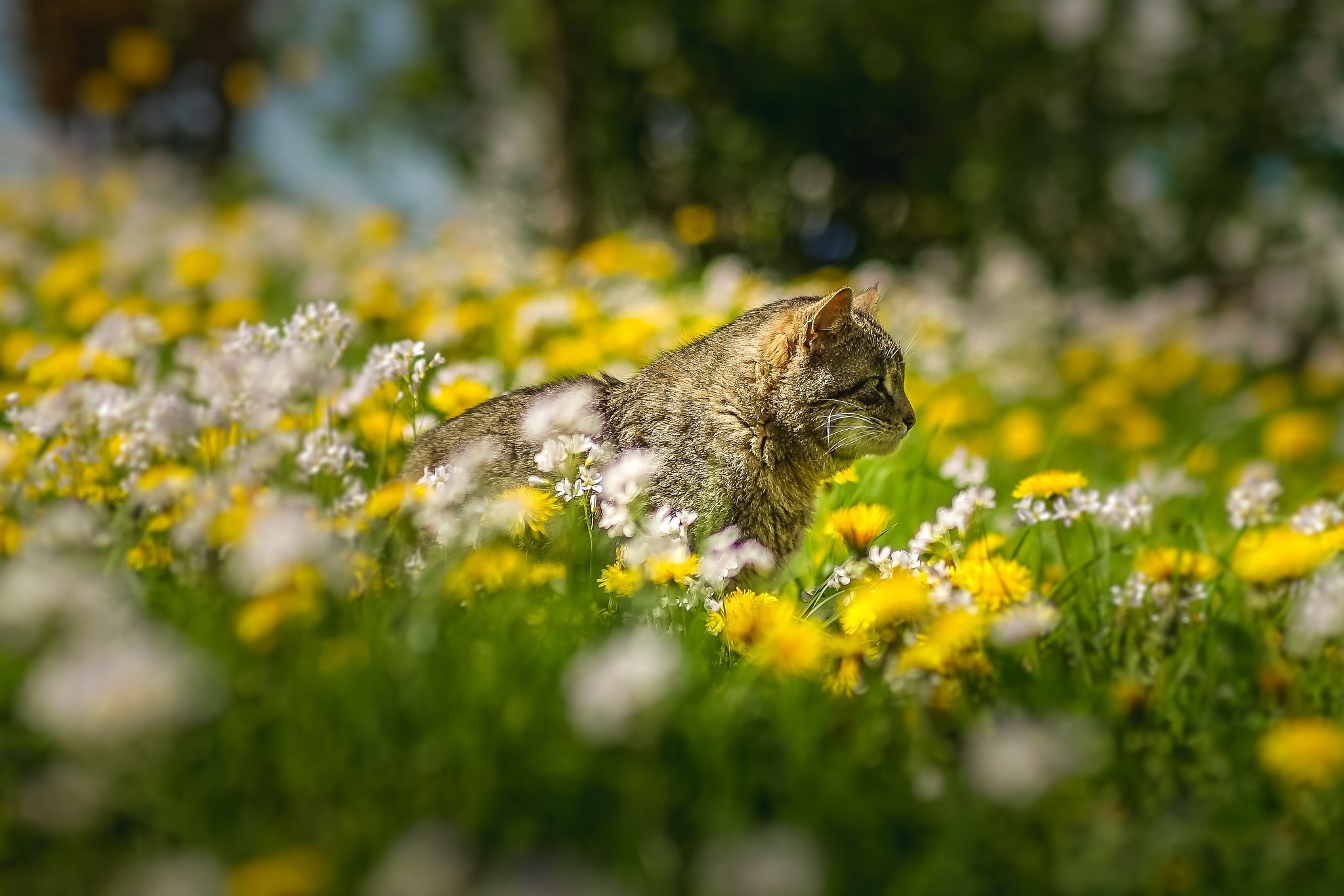flowers, outdoors, plants, cats, animals, mammals, HD Wallpaper