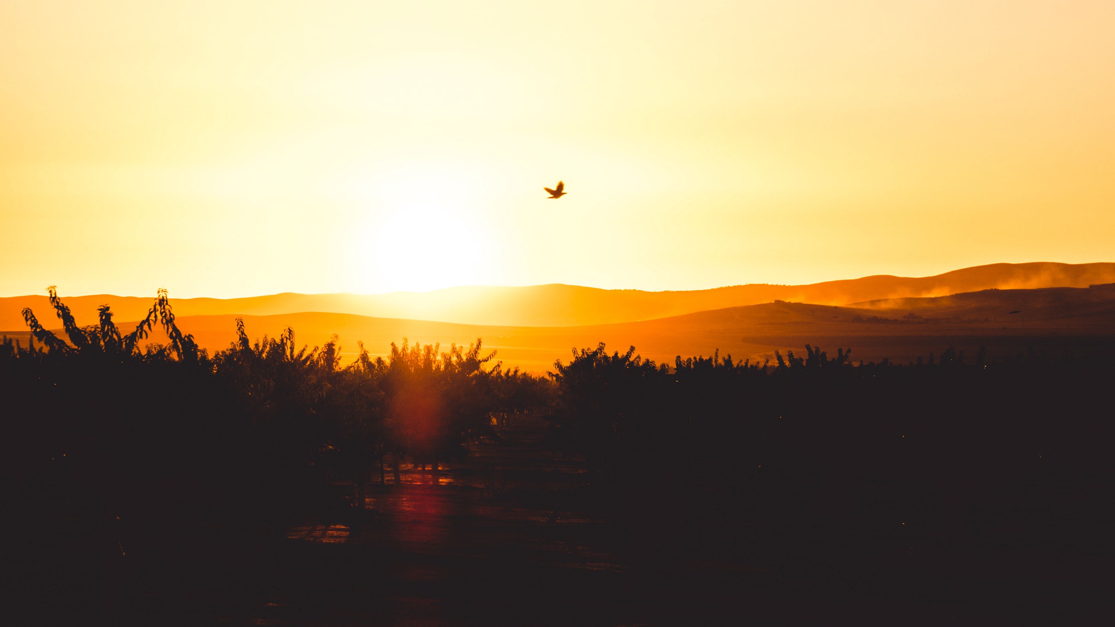 sunset, horizon, bird, silhouette, sky, 4k, HD Wallpaper