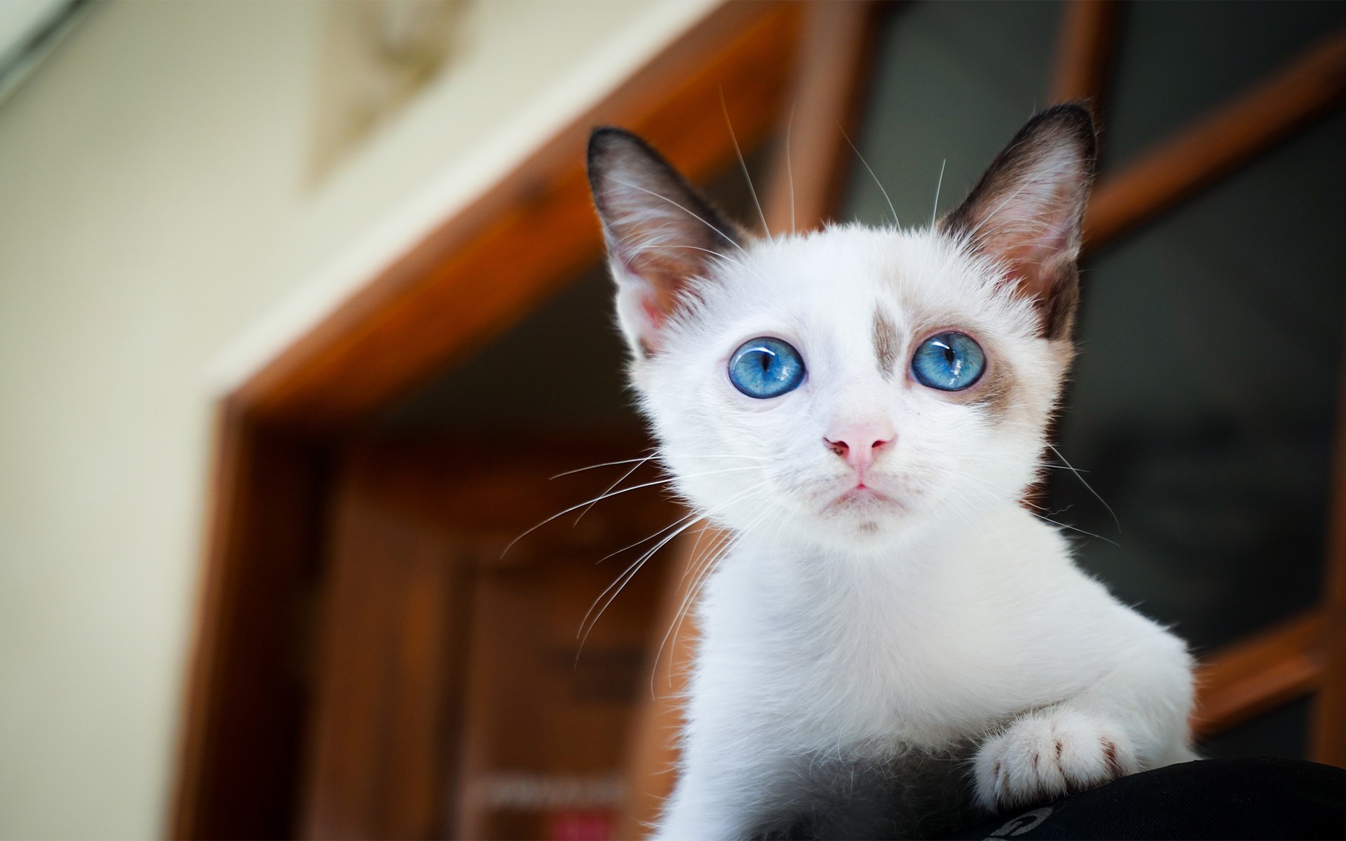 animal eyes, animal ears, animals, mammals, cats, blue eyes, whiskers, cat eyes, cat ears, kittens, HD Wallpaper