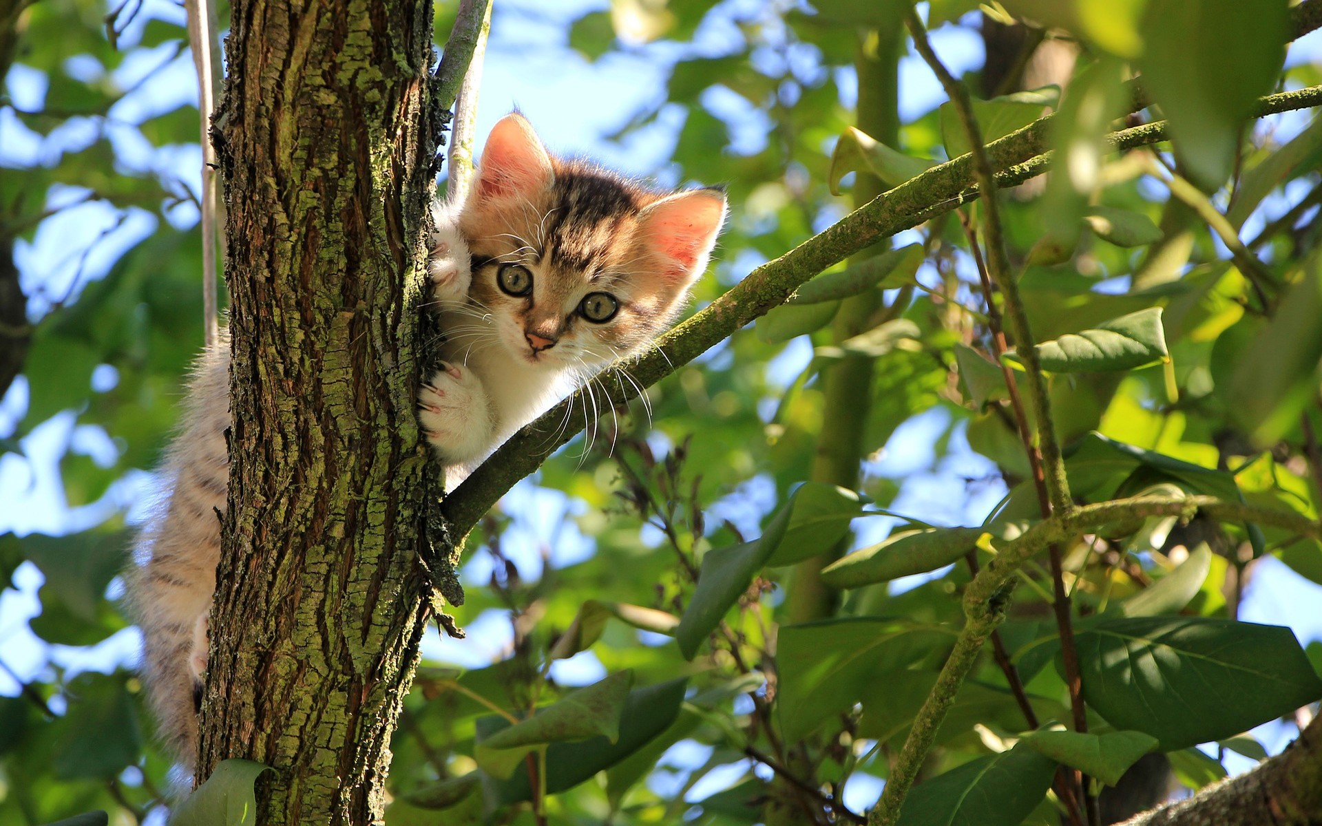 cat eyes, cats, trees, plants, animals, mammals, kittens, HD Wallpaper