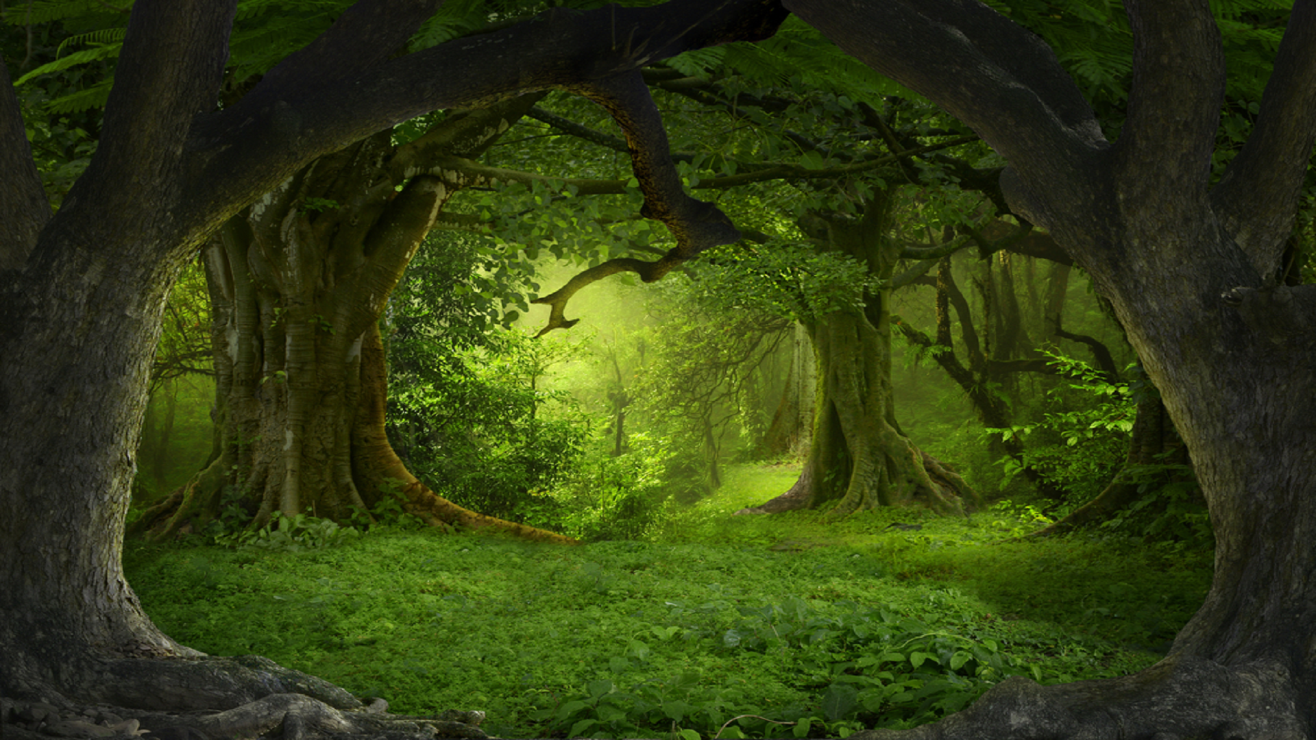 trees, nature, plants, green, HD Wallpaper