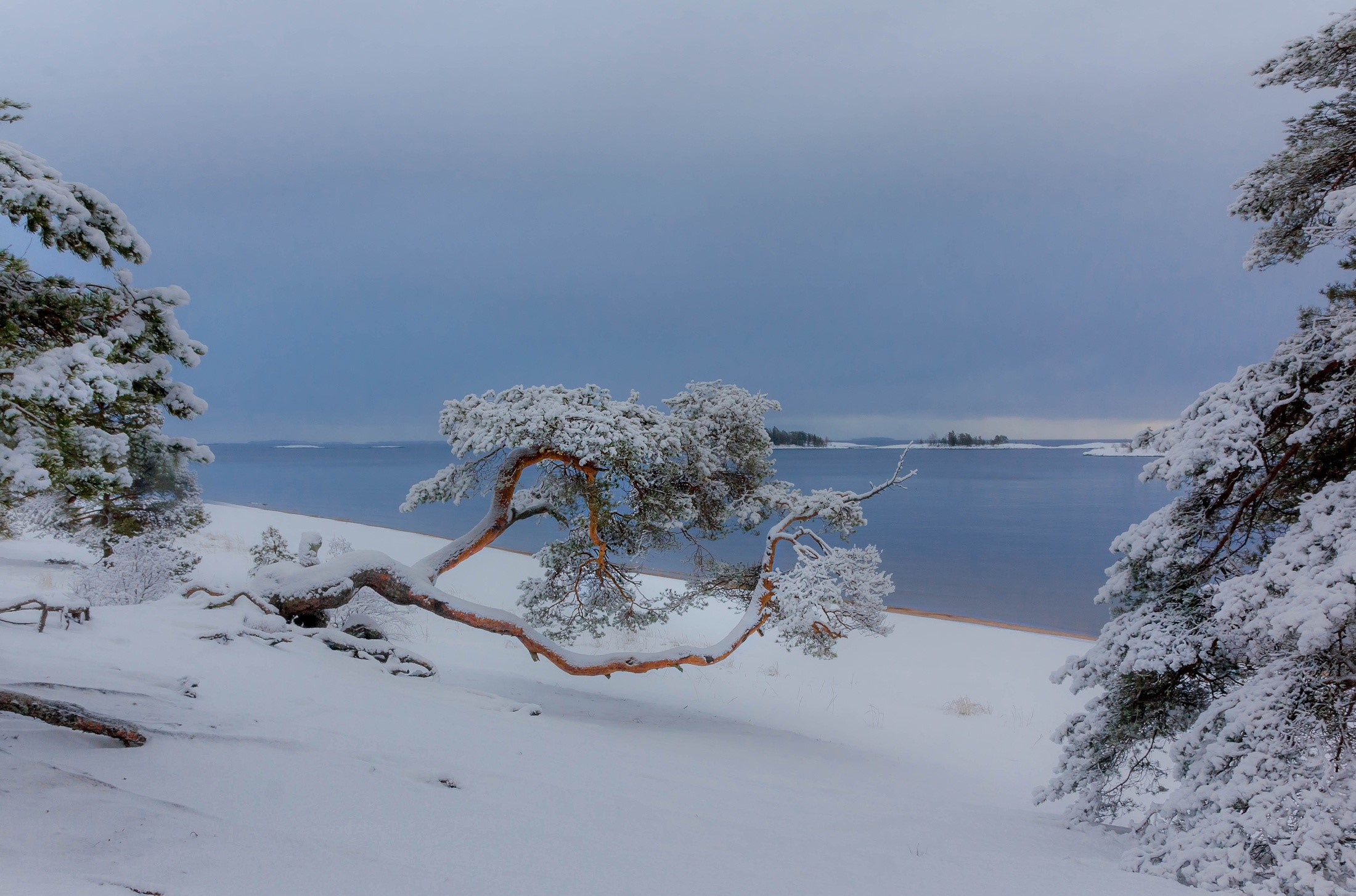nature, winter, snow, landscape, pine trees, HD Wallpaper