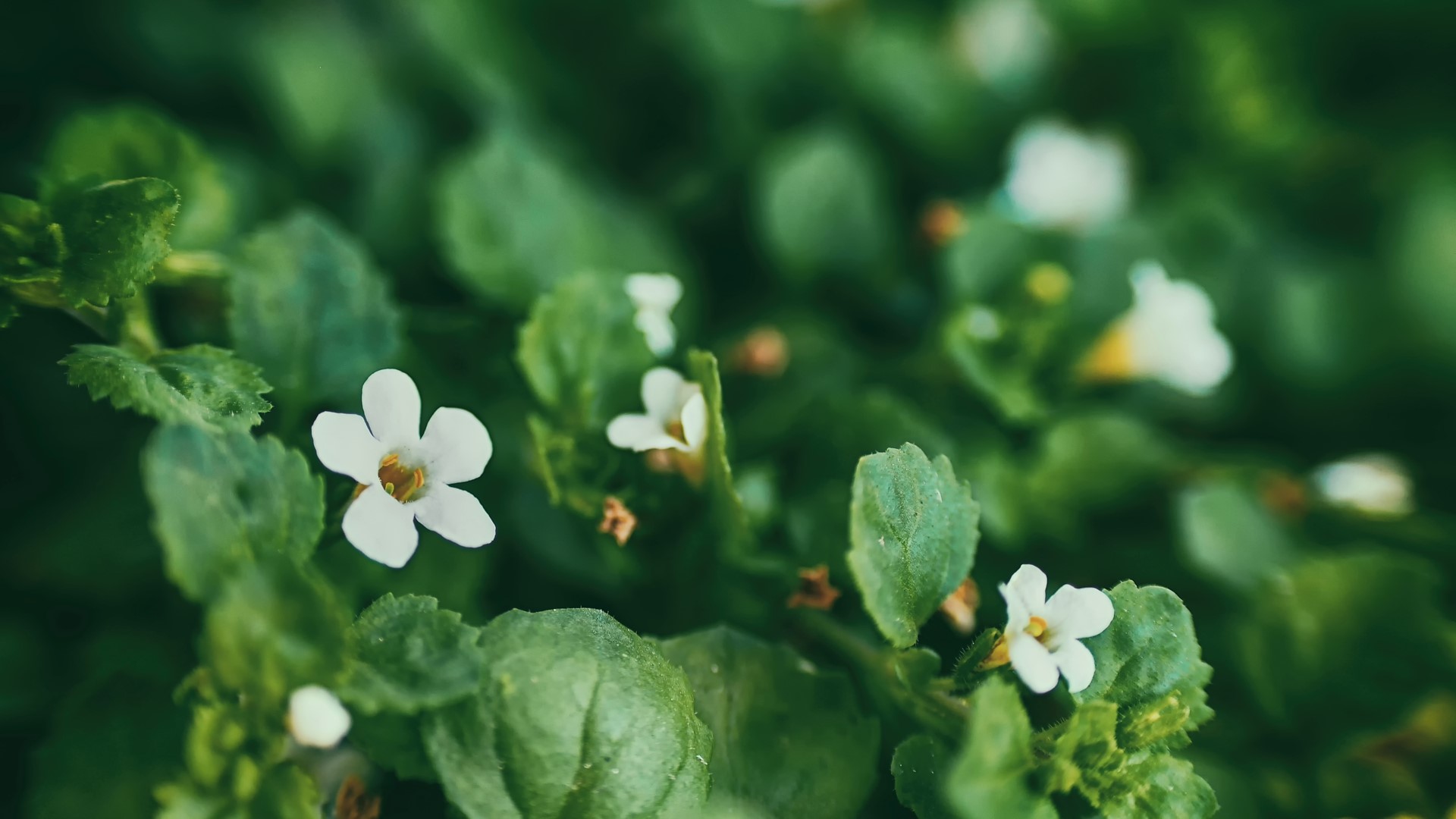 flowers, grass, green, plants, faded, macro, closeup, white, HD Wallpaper