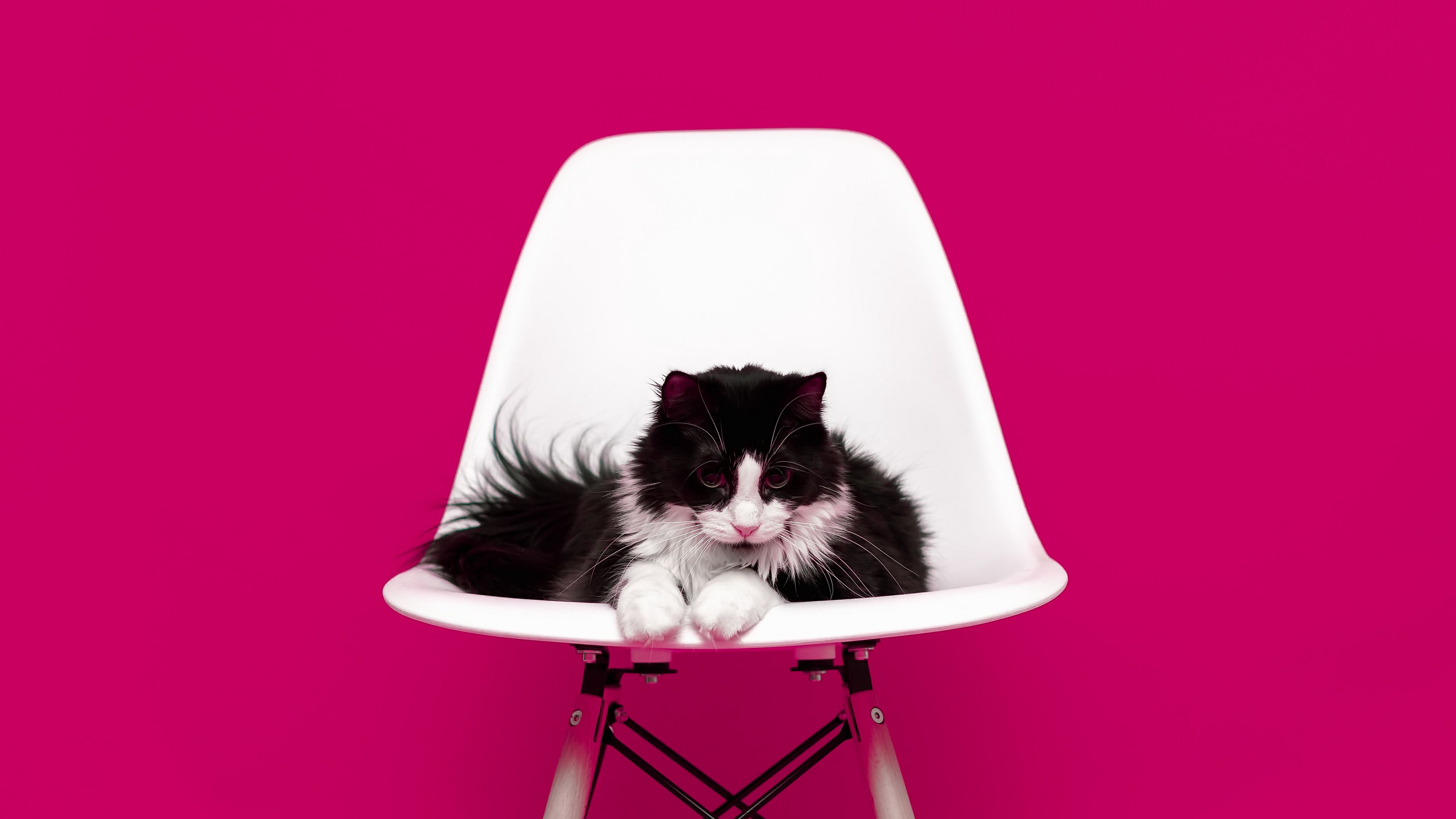 cat, chair, photo shoot, model, fluffy, 4k, HD Wallpaper