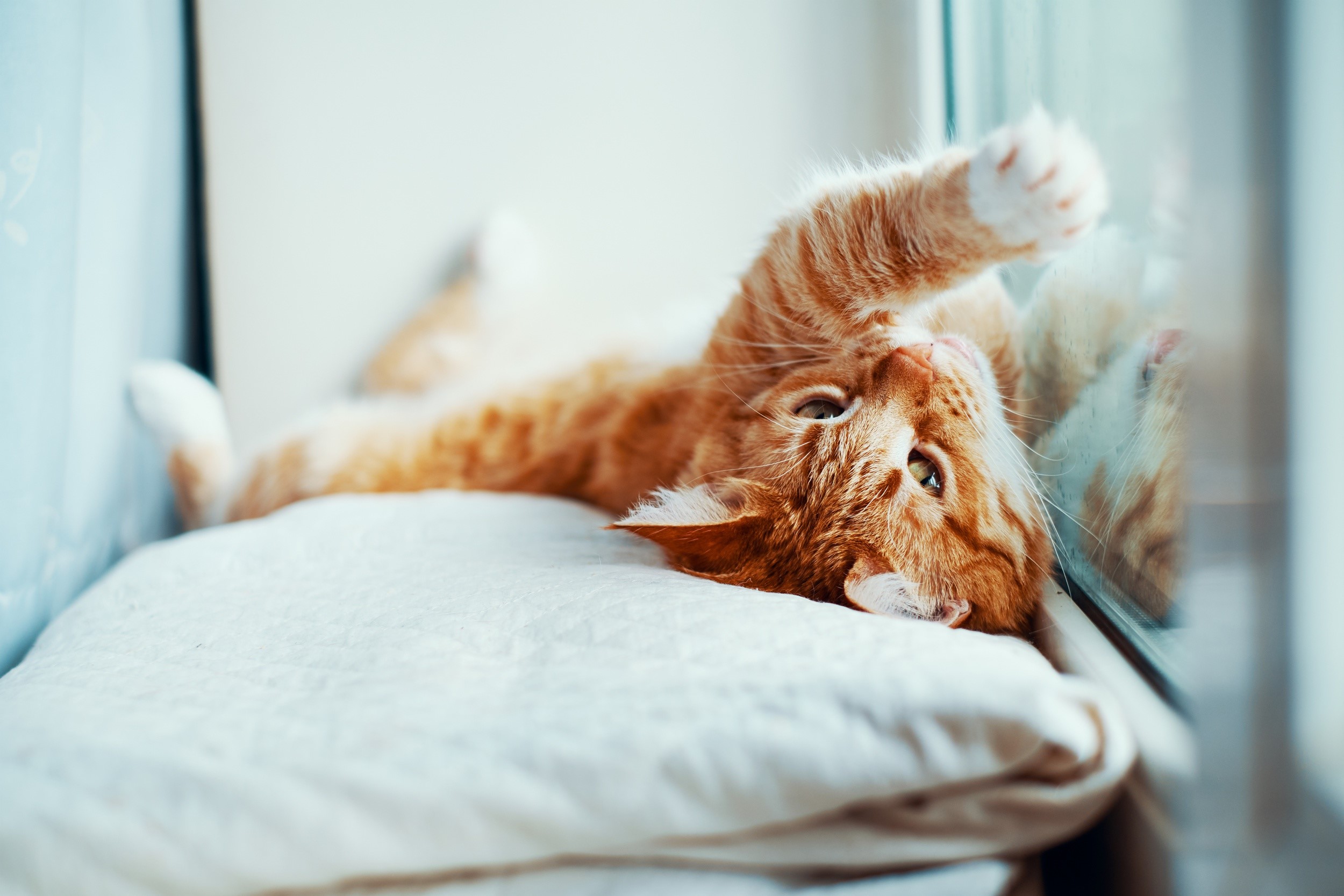 animals, cats, mammals, HD Wallpaper