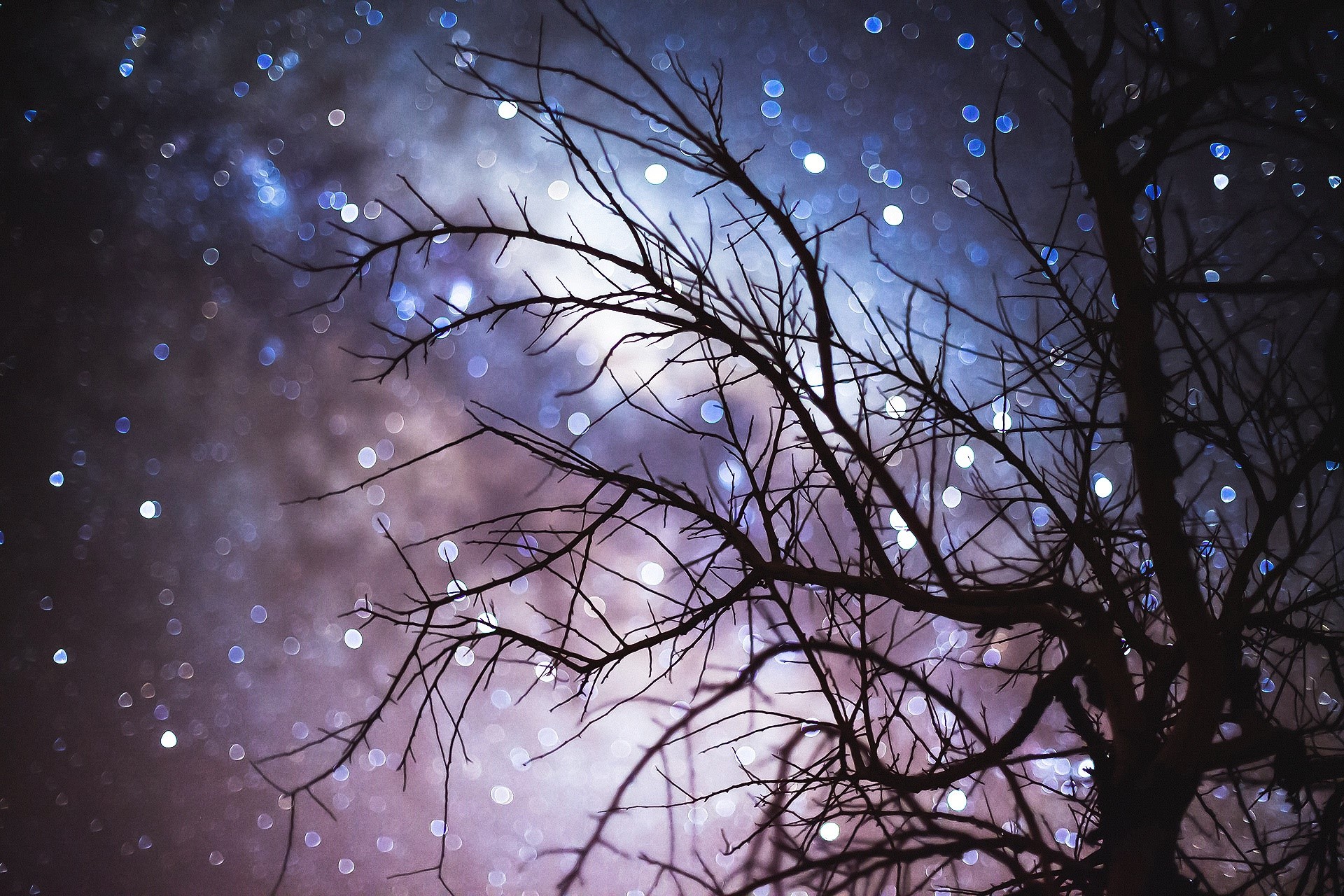 dark, trees, plants, HD Wallpaper