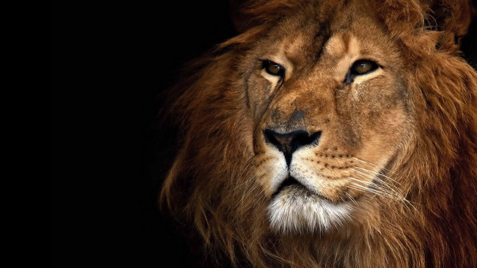 lion, nature, animals, big cats, mammals, HD Wallpaper
