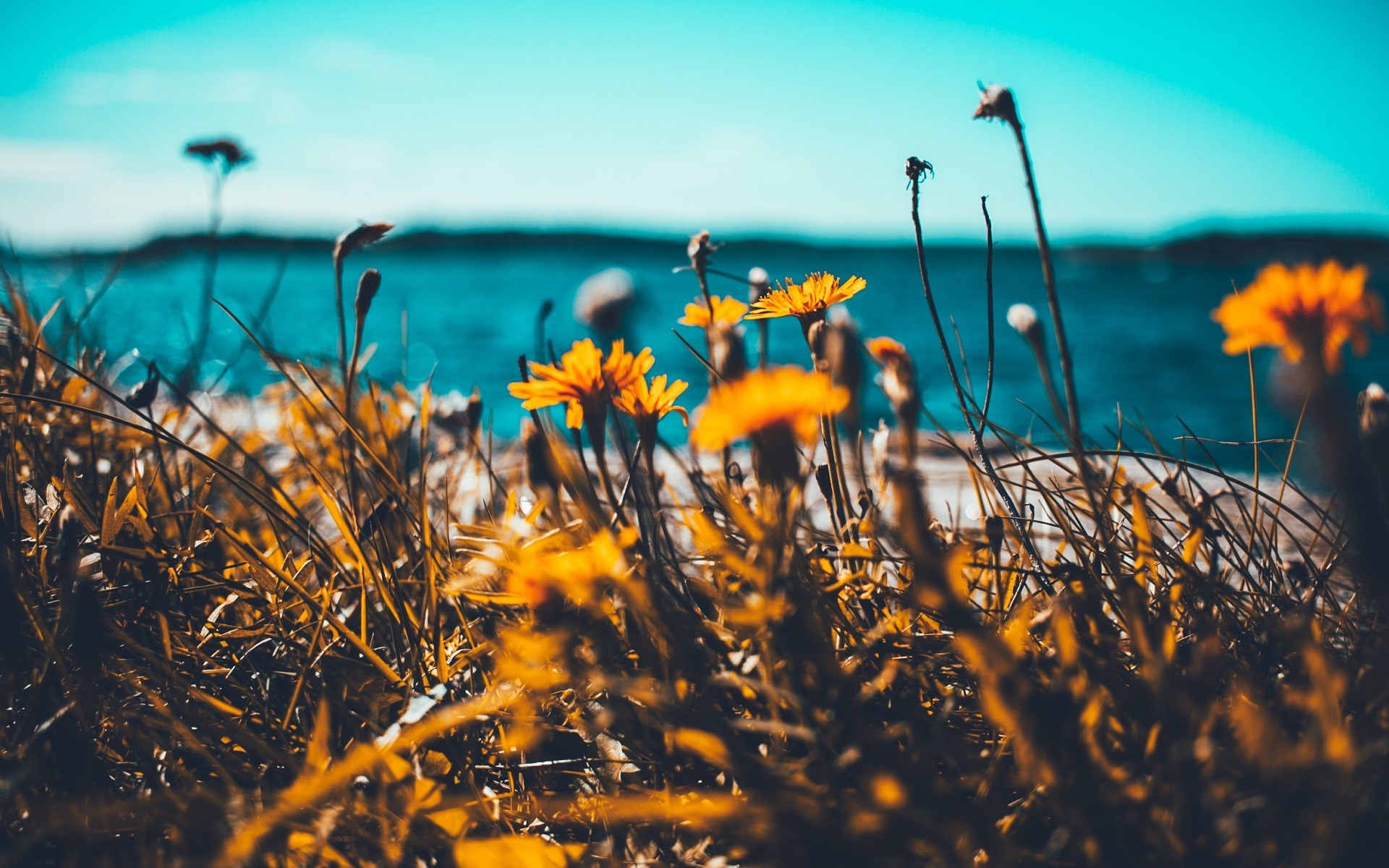 nature, flowers, sea, depth of field, HD Wallpaper
