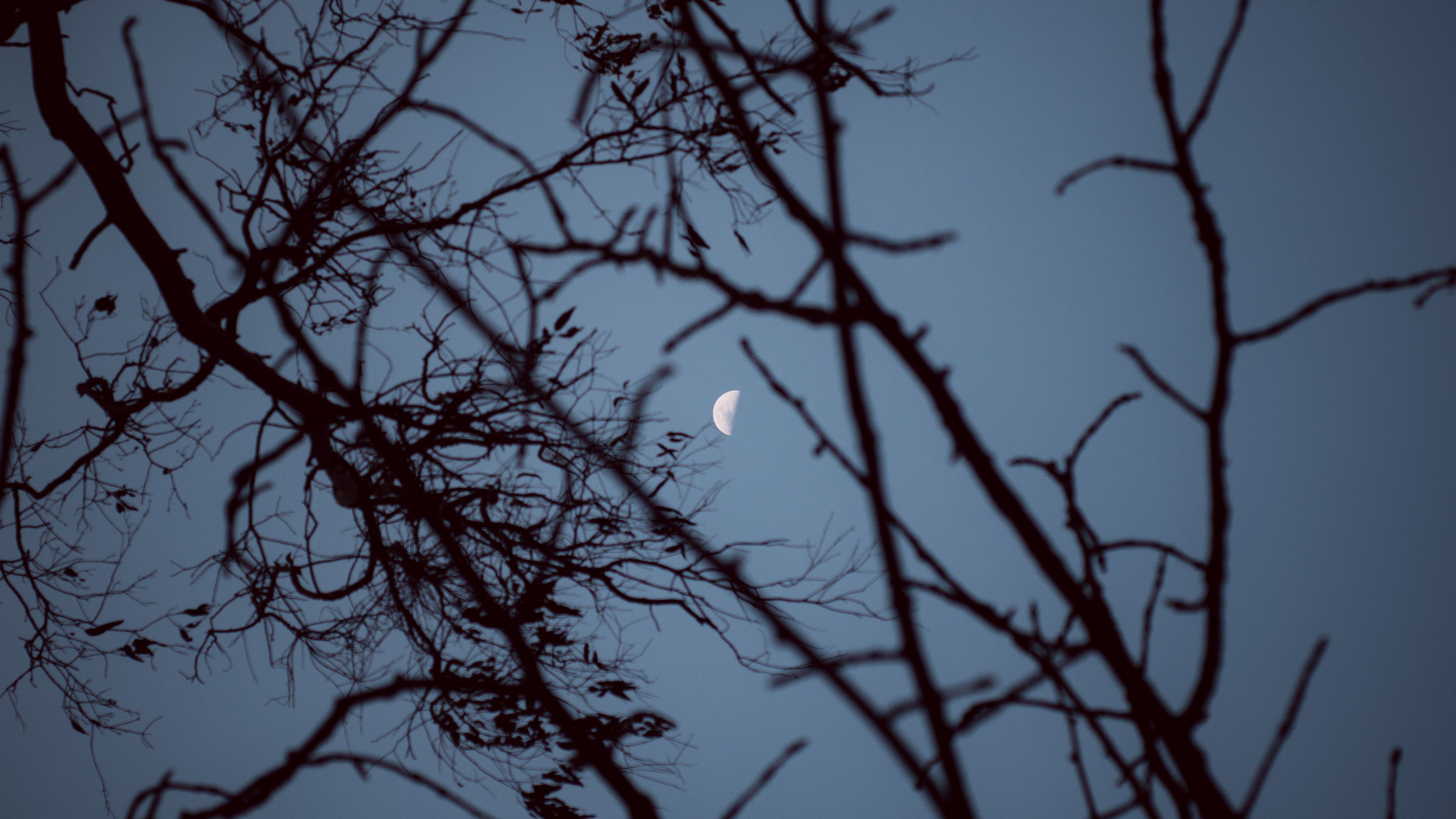 moon, branches, sunset, tree, sky, 4k, HD Wallpaper
