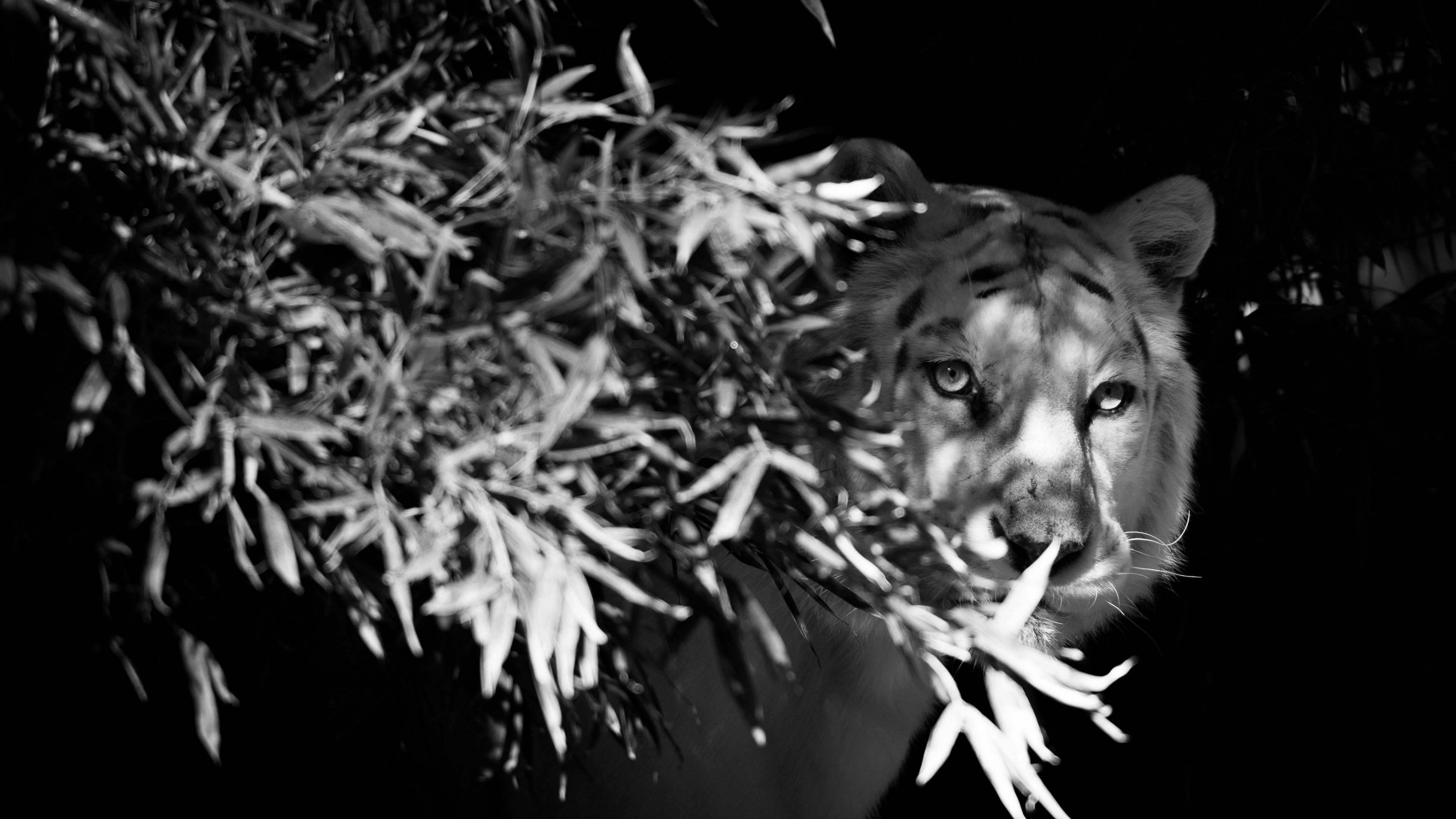 tiger, white tiger, bw, hide, branches, 4k, HD Wallpaper