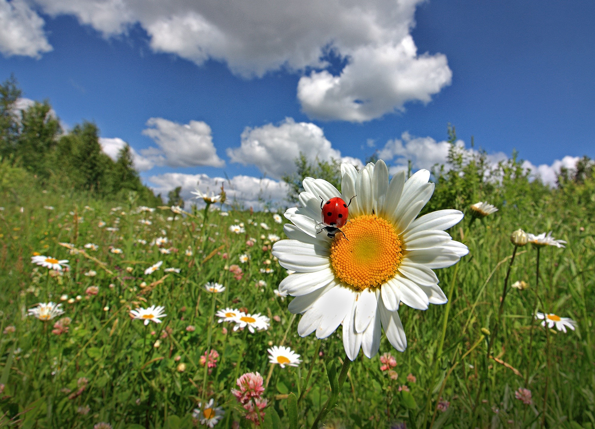 ladybugs, animals, insect, flowers, plants, nature, outdoors, HD Wallpaper