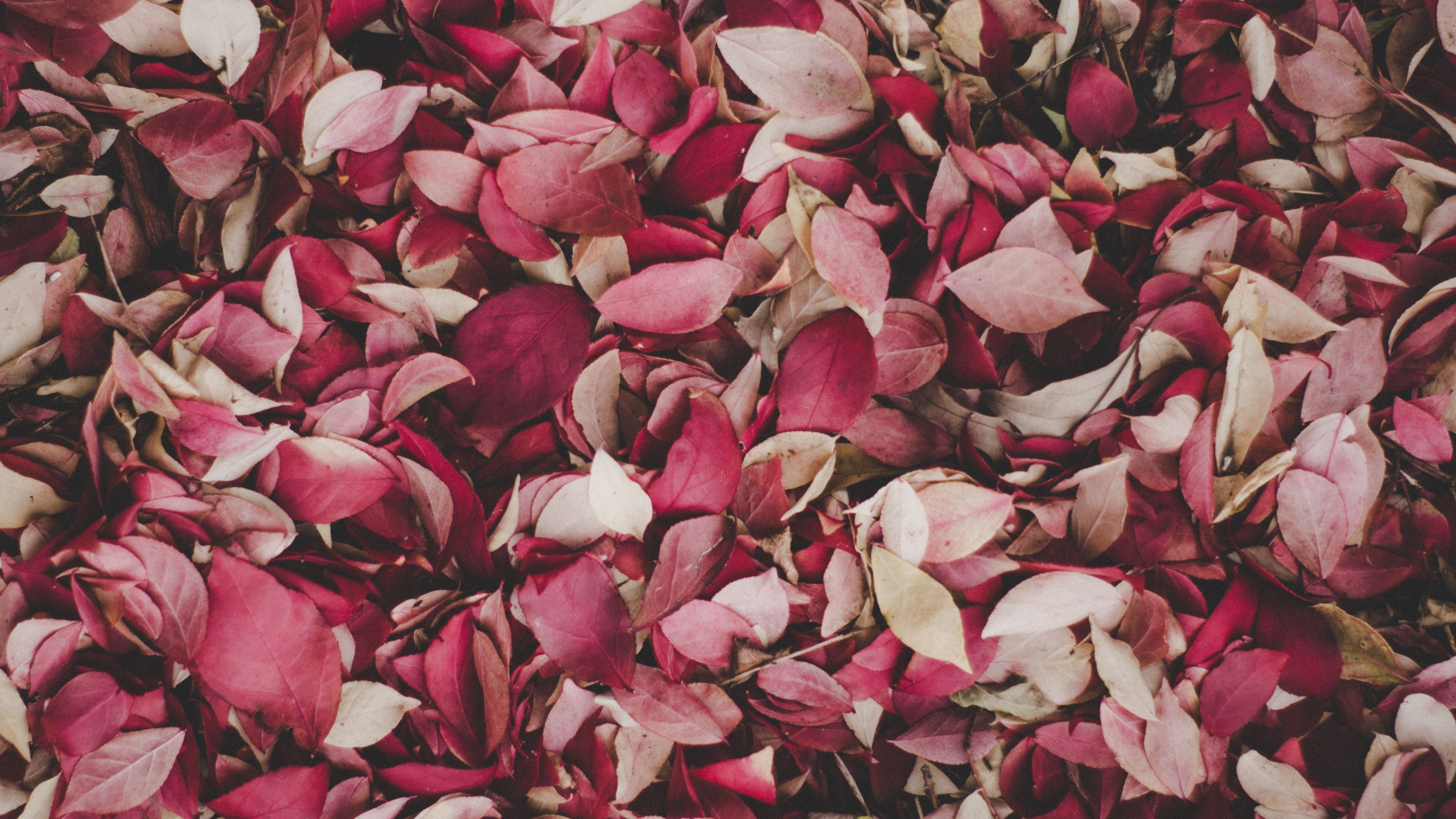 leaves, foliage, autumn, fallen, 4k, HD Wallpaper