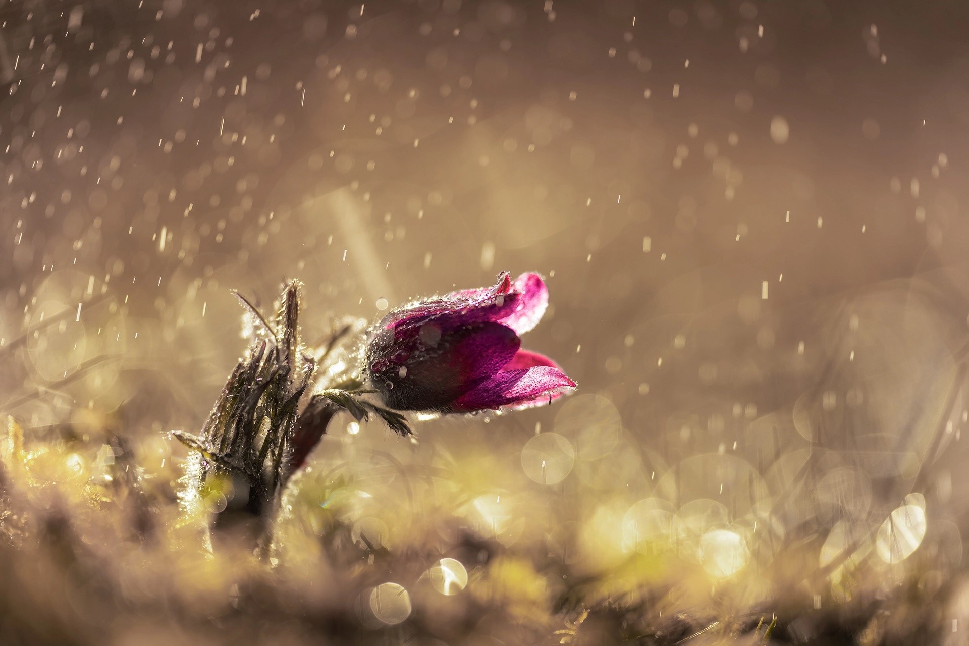 flowers, plants, nature, HD Wallpaper