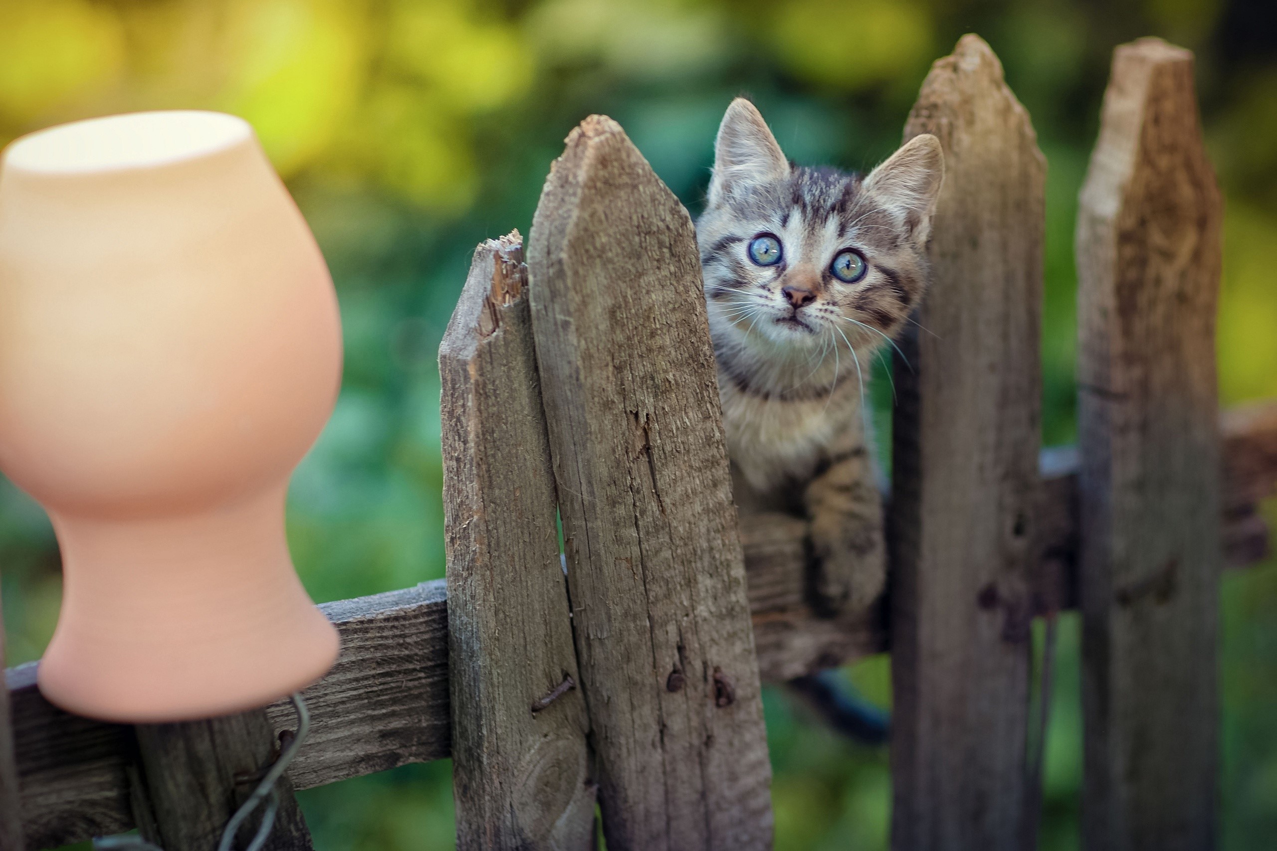 cats, animals, mammals, outdoors, HD Wallpaper