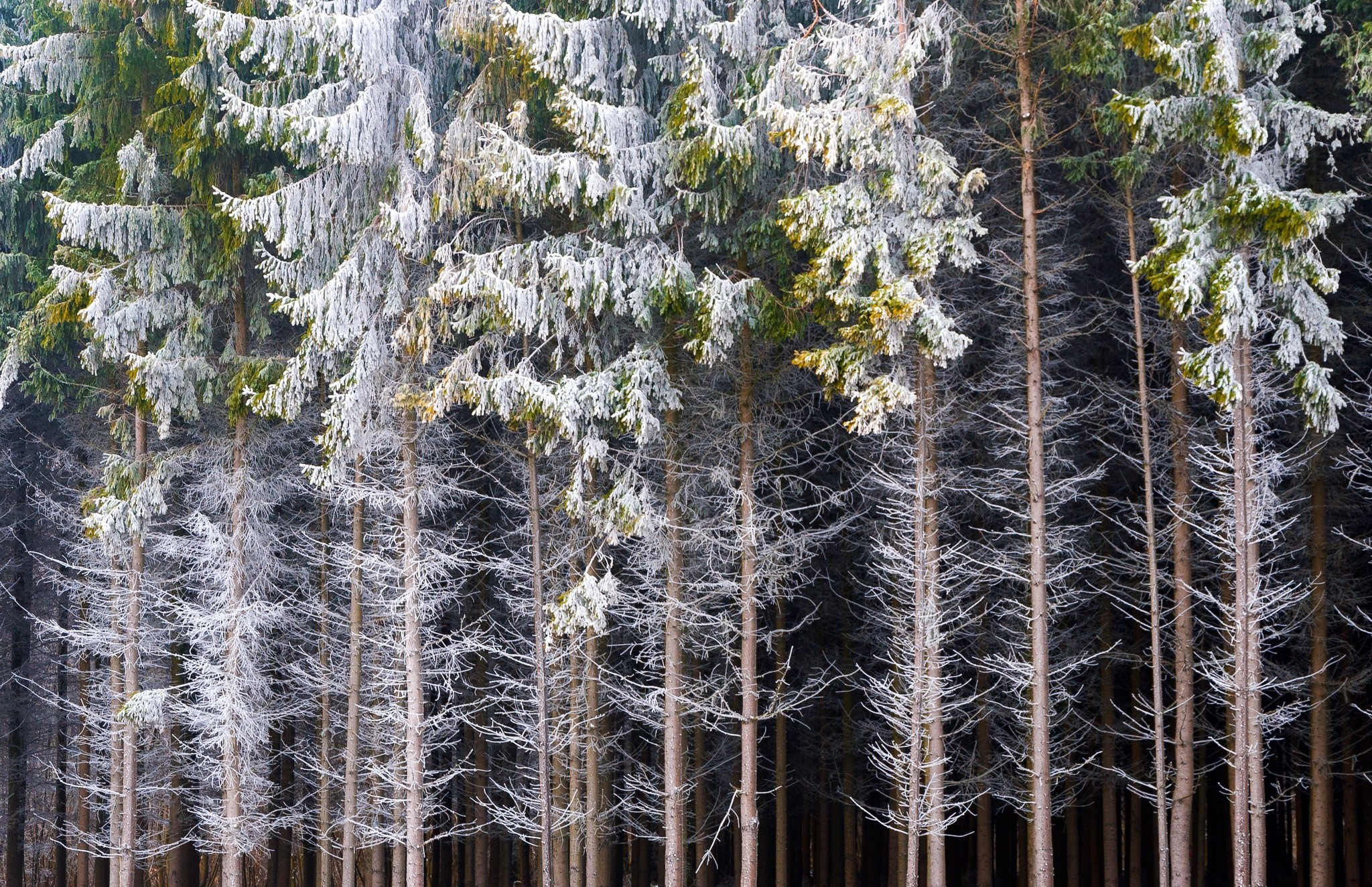 trees, snow, winter, plants, outdoors, HD Wallpaper