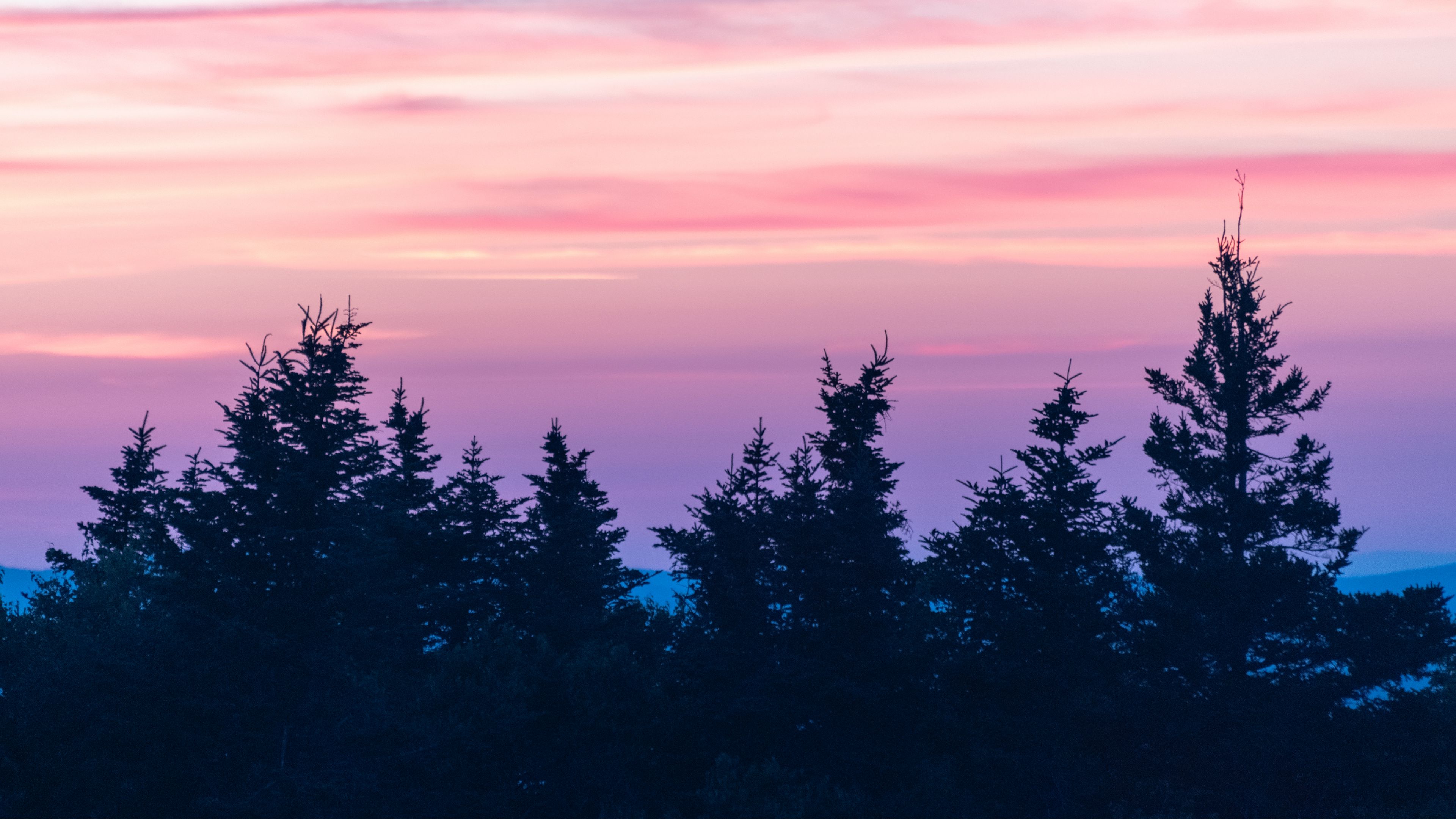 spruce, sunset, clouds, mist, pink, 4k, HD Wallpaper