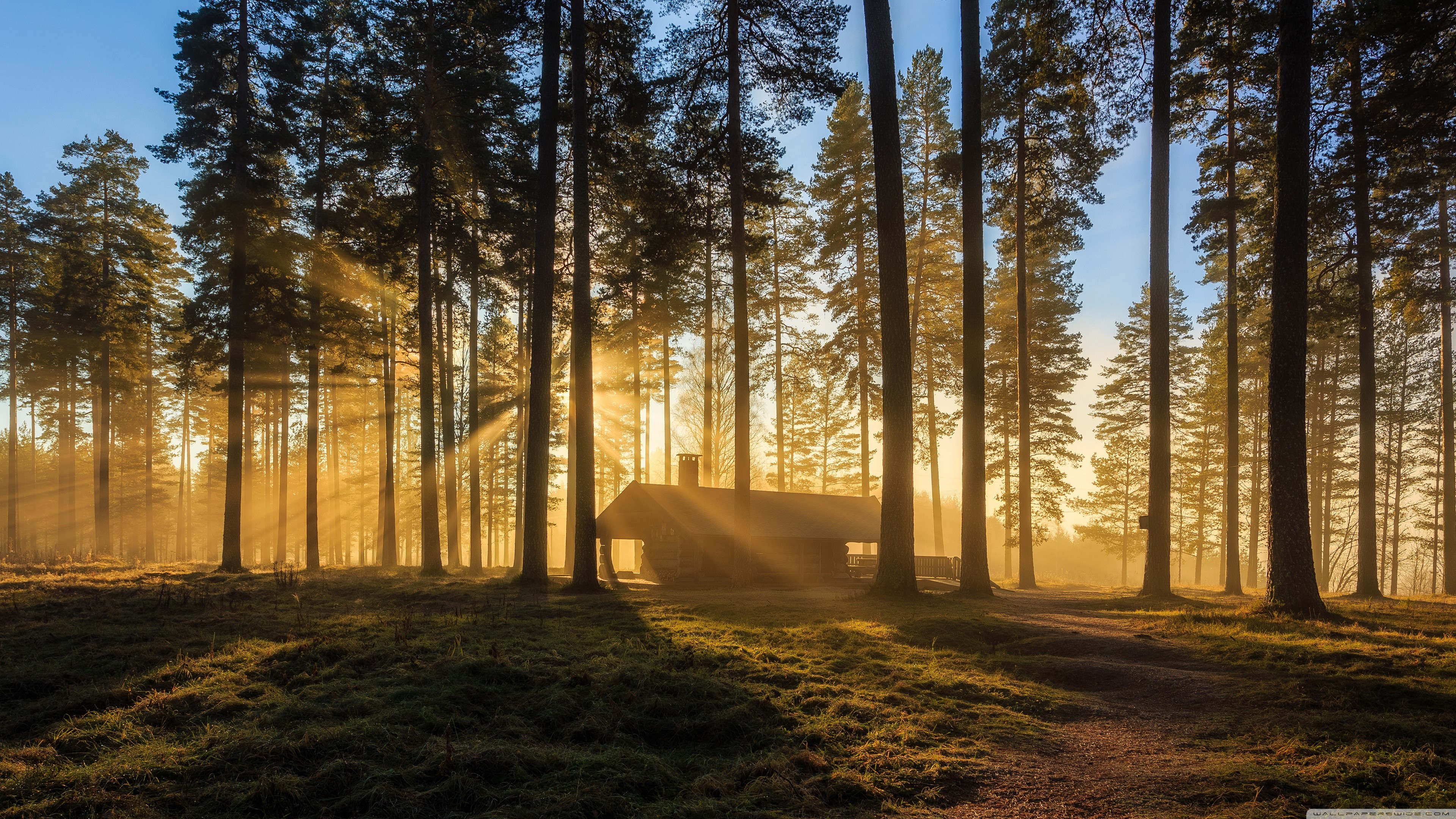 nature, trees, hut, sunlight, plants, HD Wallpaper