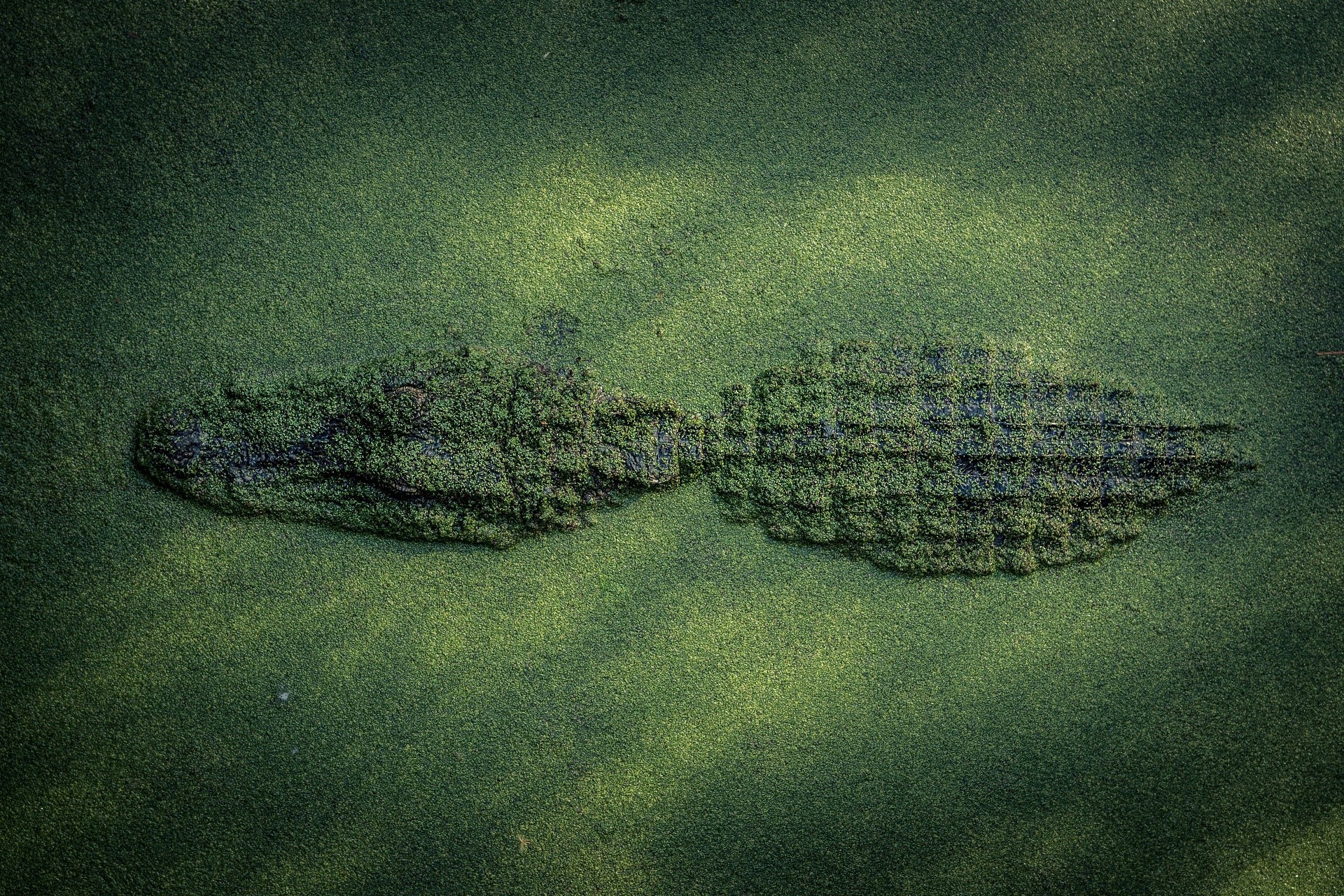 crocodile, reptiles, animals, water, green, alligators, camouflage, HD Wallpaper