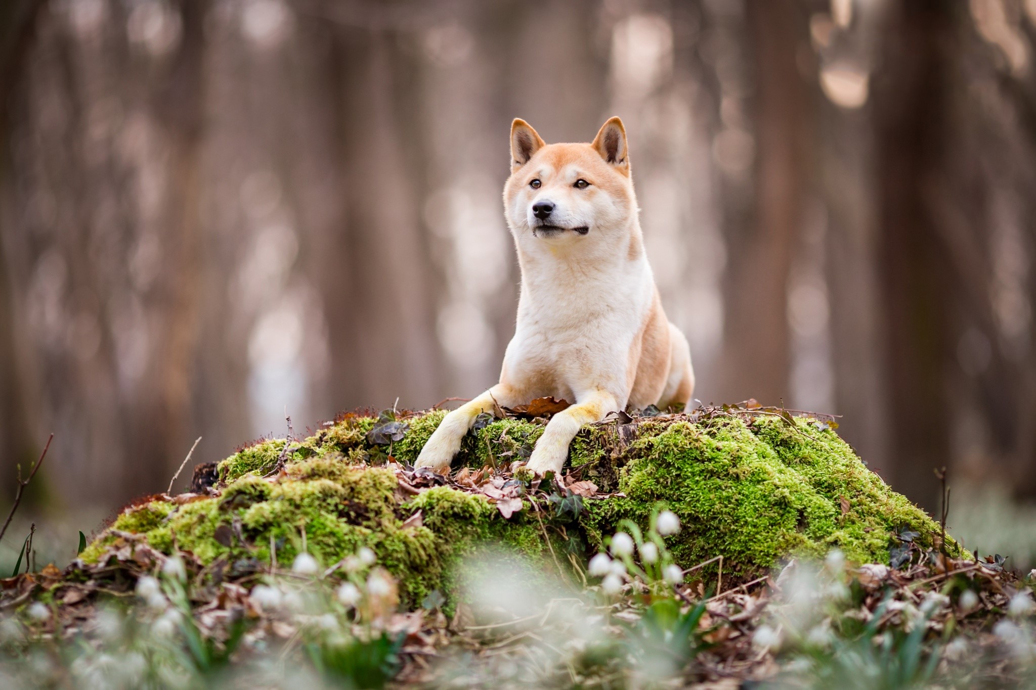 Akita, dog, animals, nature, mammals, HD Wallpaper