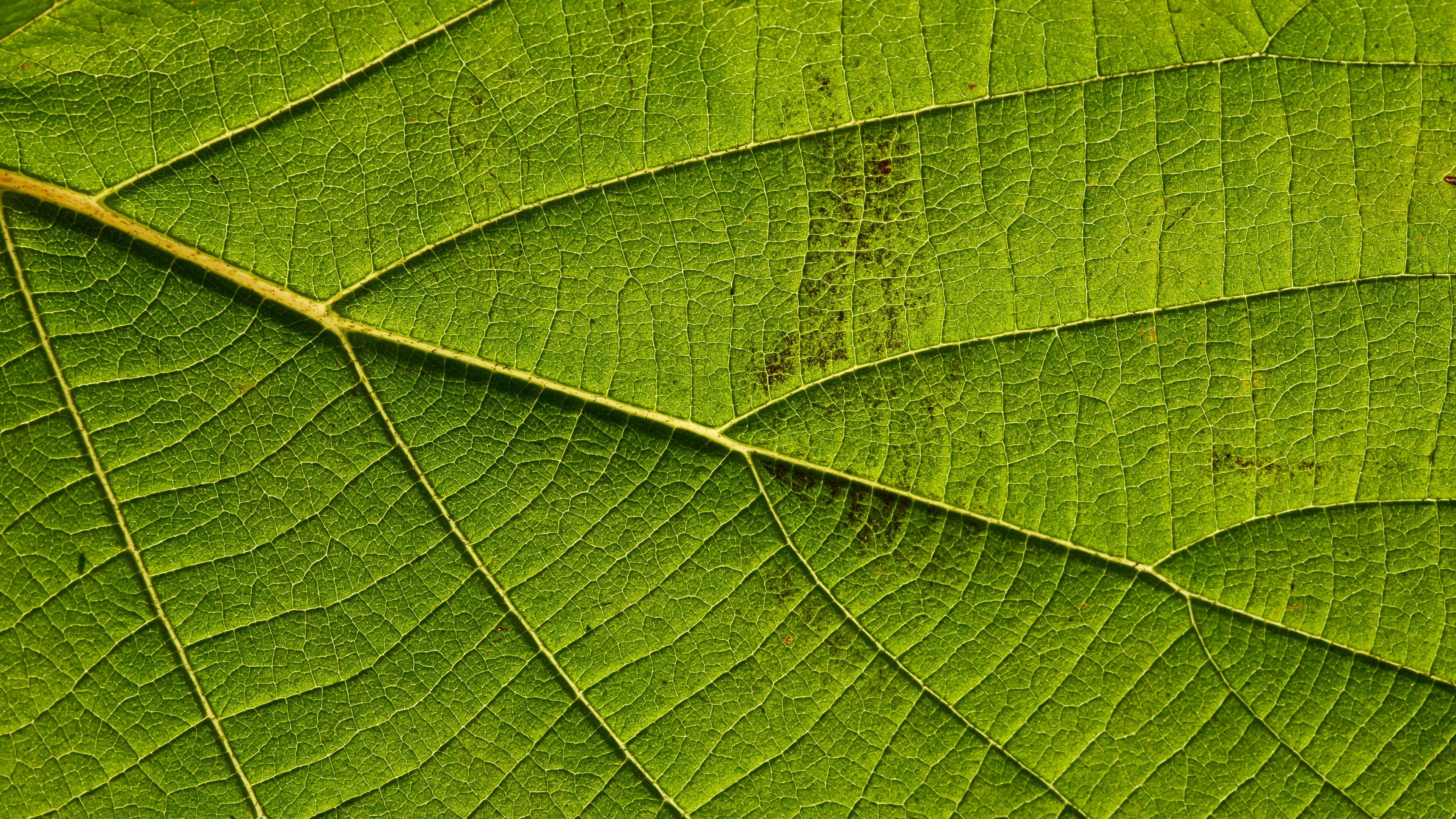 leaf, macro, green, veins, 4k, HD Wallpaper